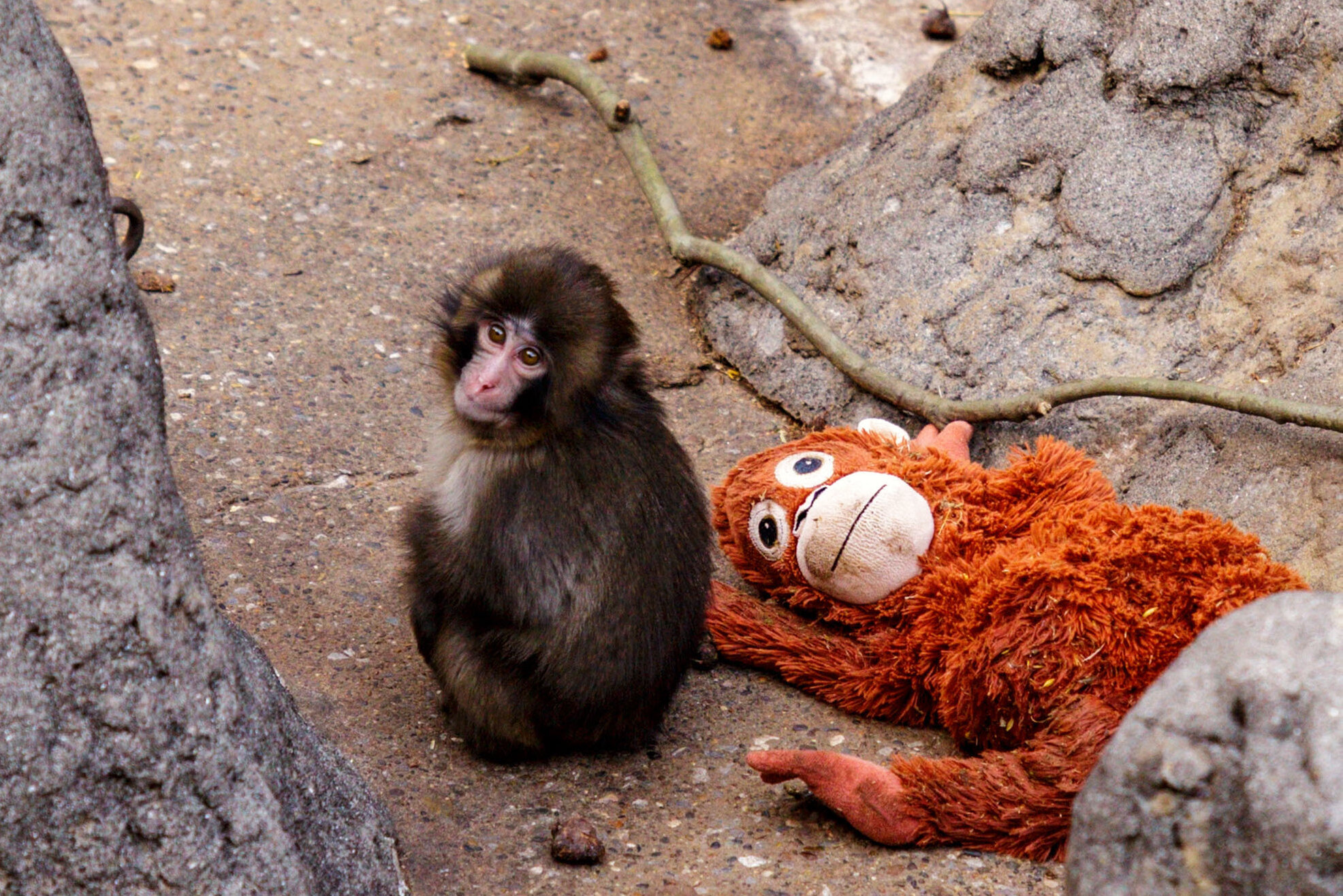 A Lonely Baby Monkey Wins Hearts, and Even a Few Friends