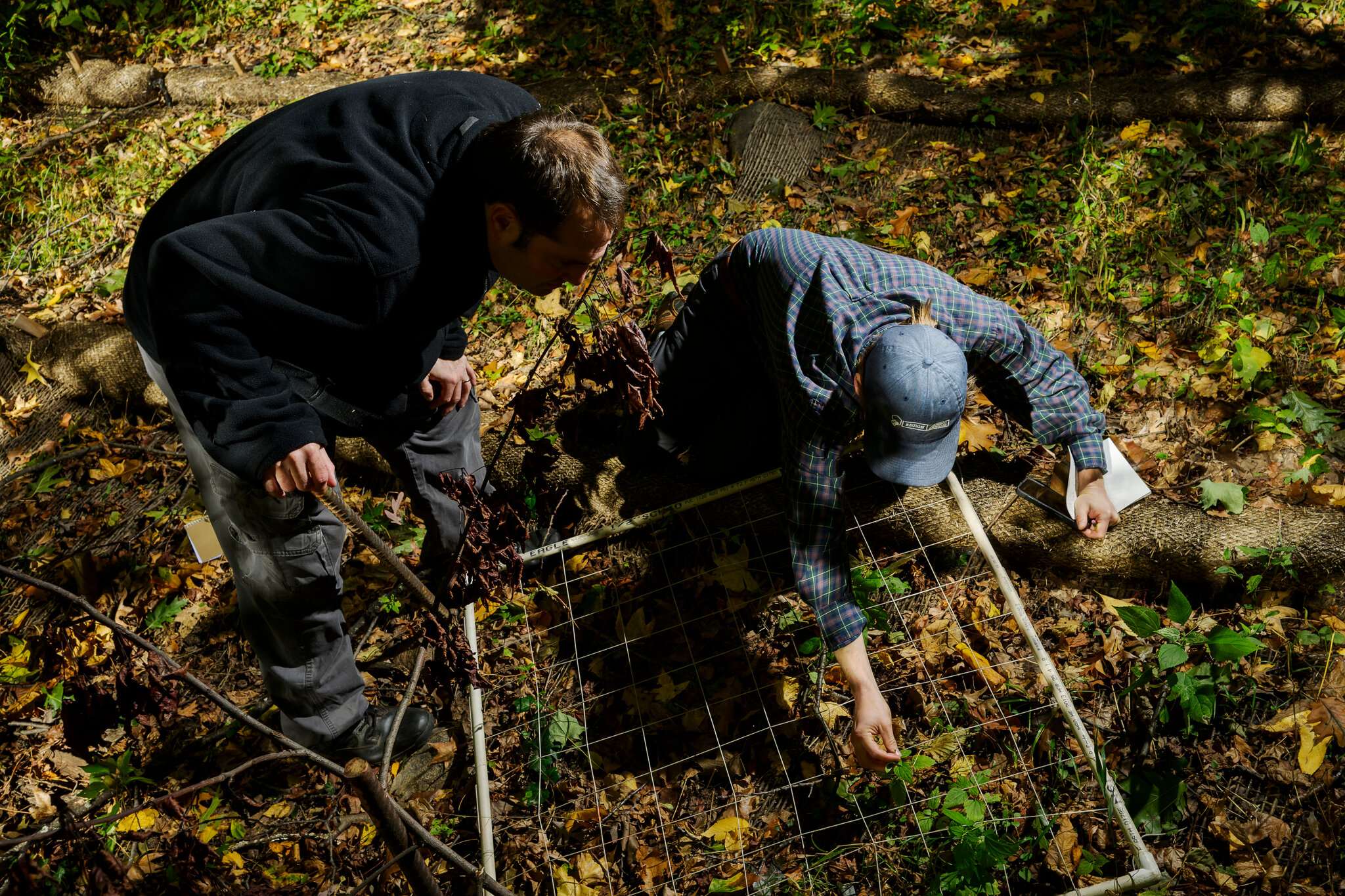 Should New York City Burn Its Parks? This Scientist Thinks So.