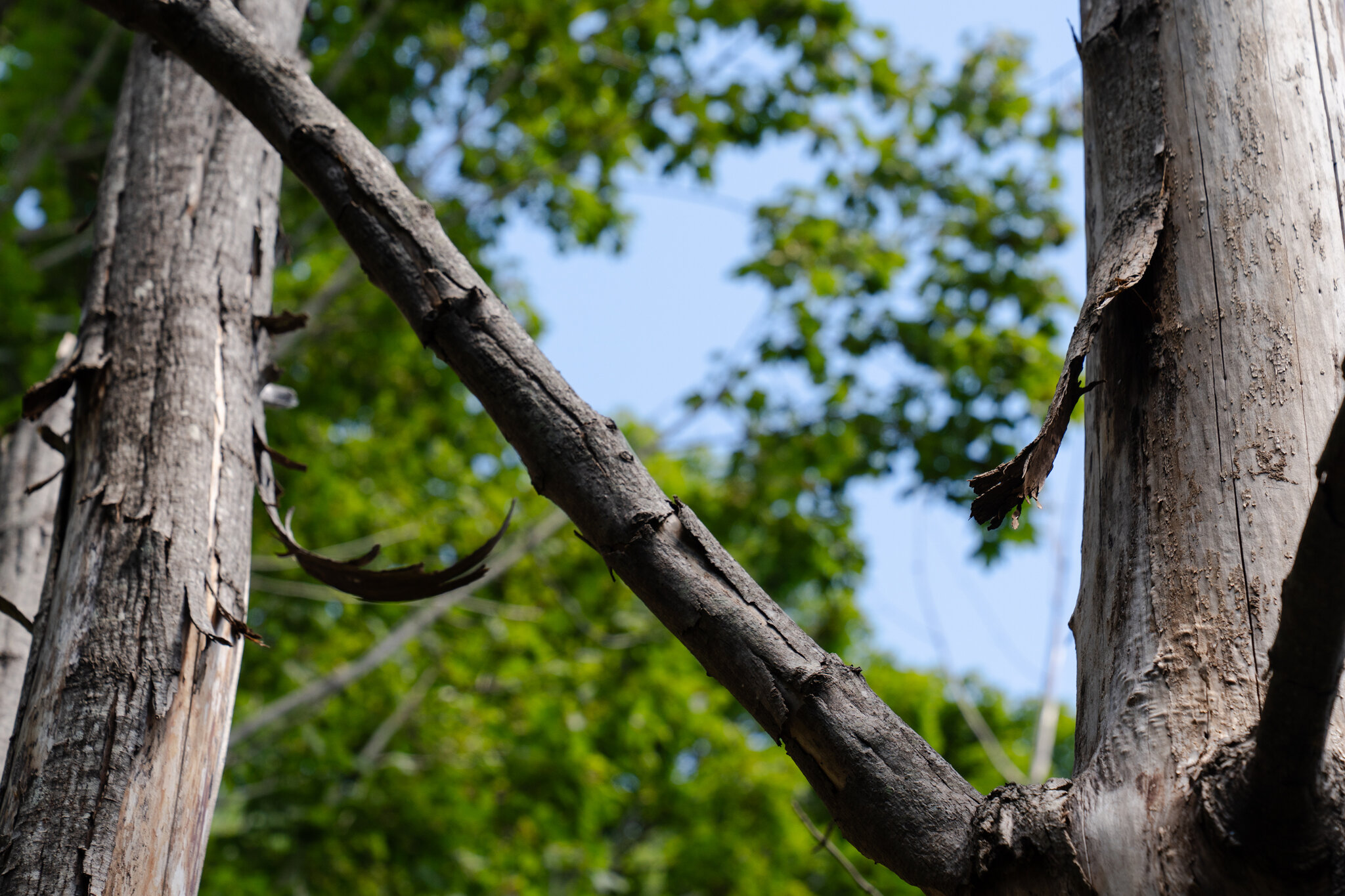 An Update: Did a Brooklyn Couple Kill a Neighbor’s Trees for a Better View in Maine?