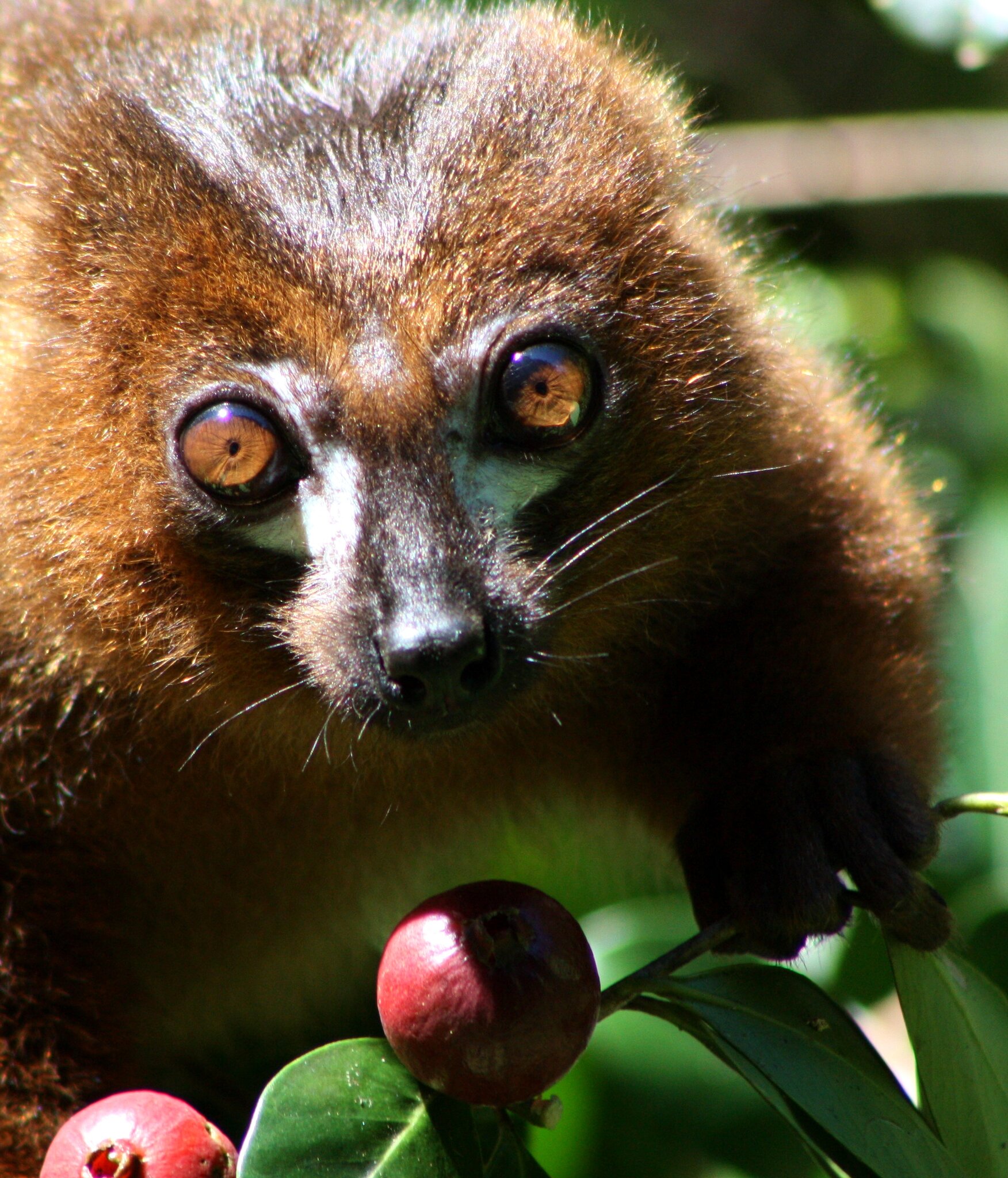 Lemurs Love This Fruit That Is Choking Madagascar’s Forests