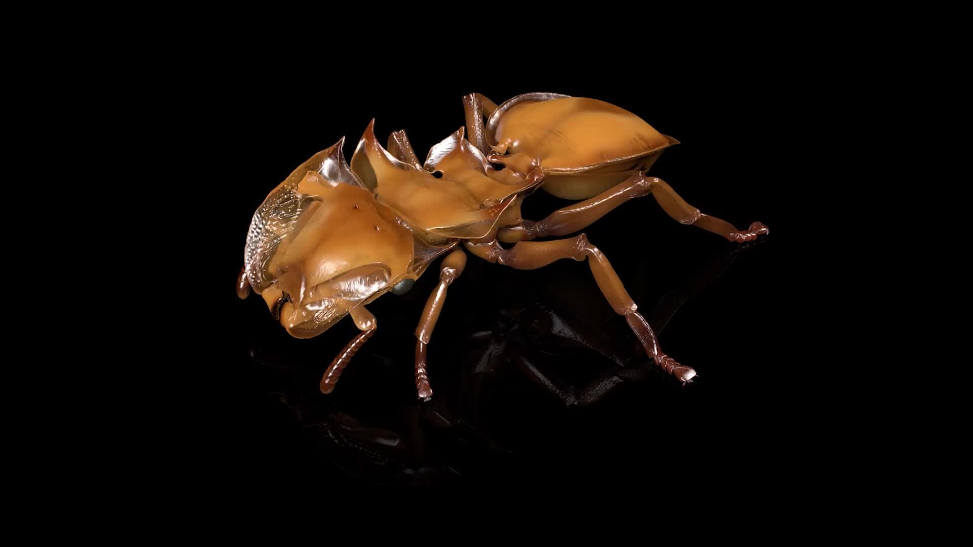 You’ve Never Seen Ants Like This Before