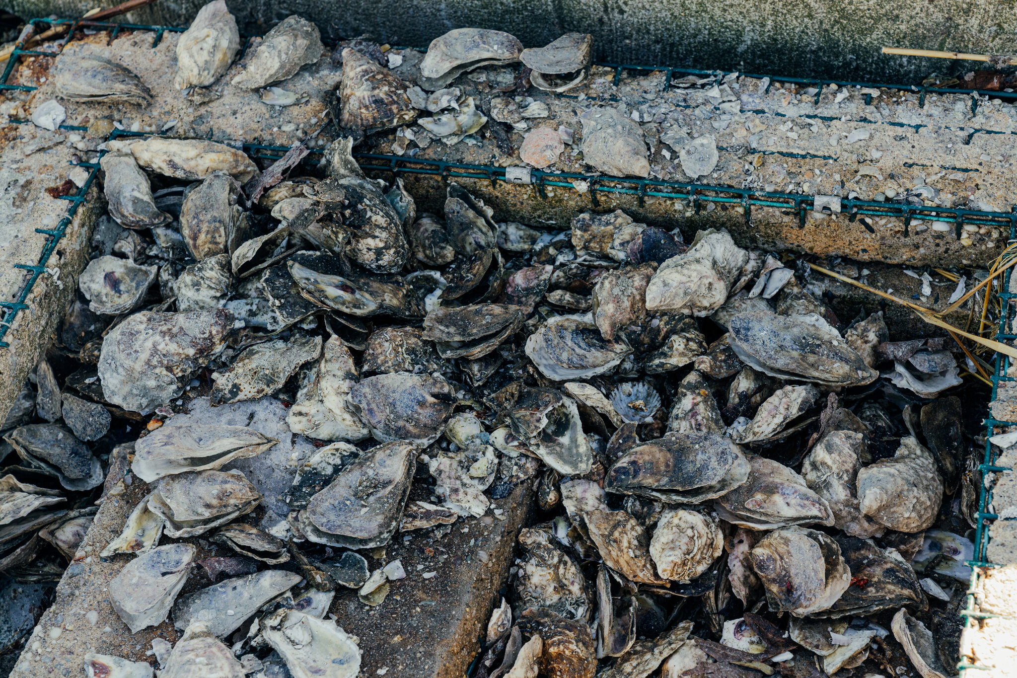 After a Brutal Winter, Worse News for Oyster Farmers