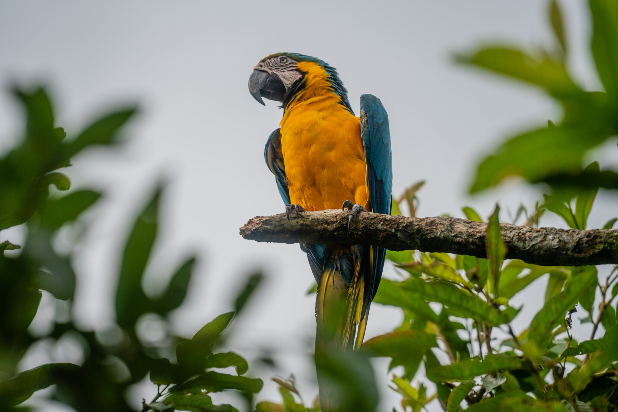 In Ancient Peru, a Parrot Trade That Crossed the Andes