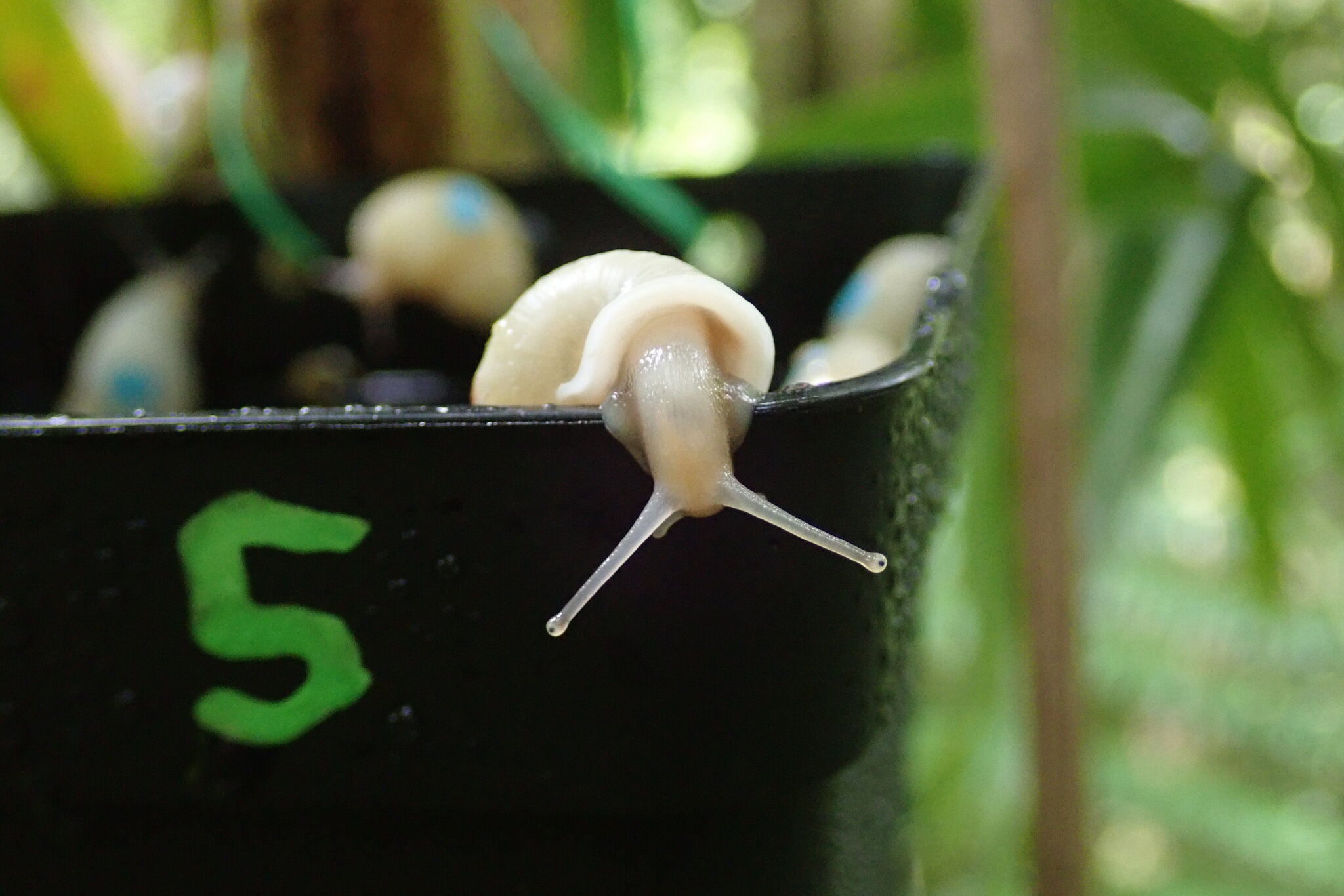 Slowly, Slowly, ‘Darwin’s Finches of the Snail World’ Return From Near Extinction