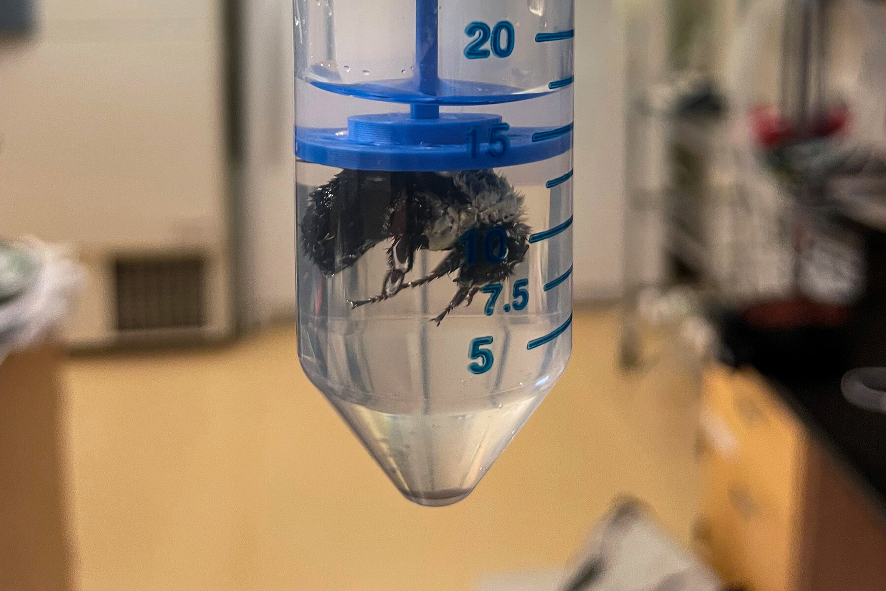 Bumblebee Queens Can Breathe Underwater