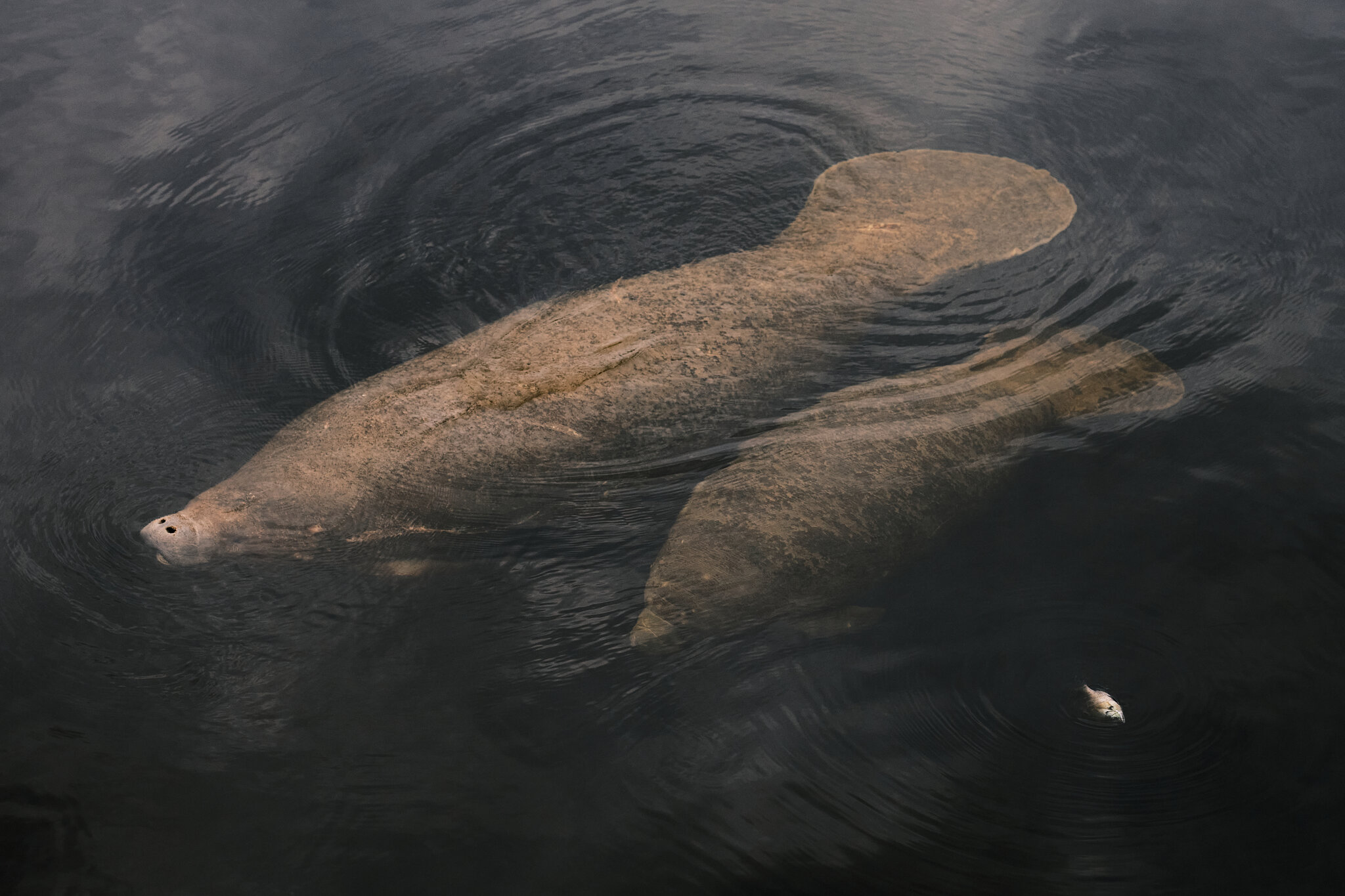 Why Manatees Need Humans to Slow Down and Pay Attention