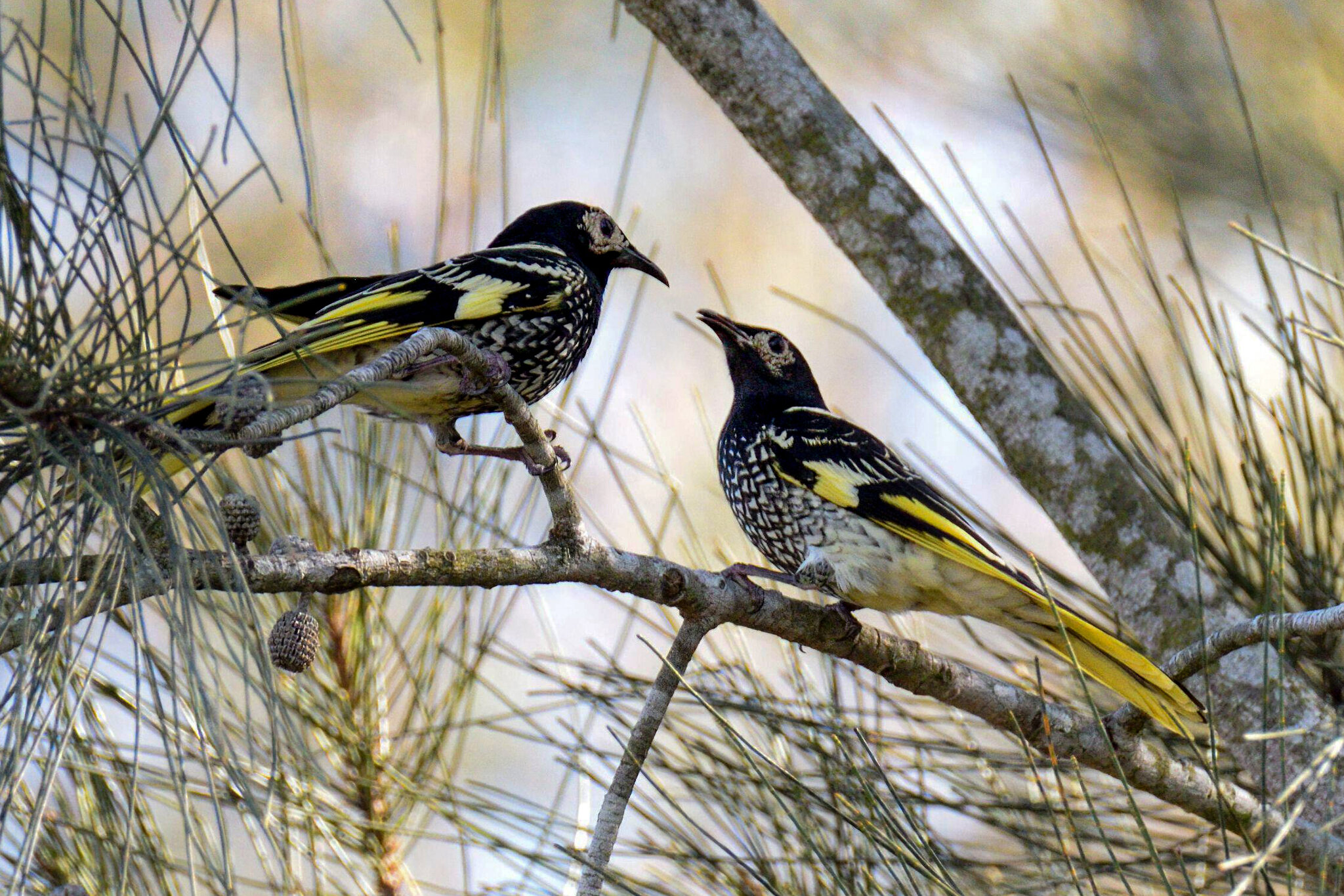 How to Bring a Bird’s Song Back From the Edge of Extinction