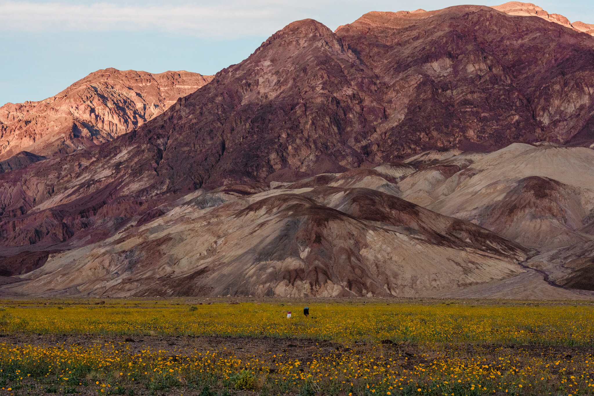 What It Takes for Flowers to Thrive in the Hottest, Driest Place in North America