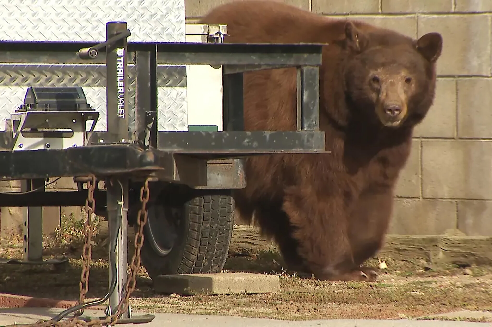 Bear That Clawed 2 People in California Is Euthanized, Orphaning Its Cubs