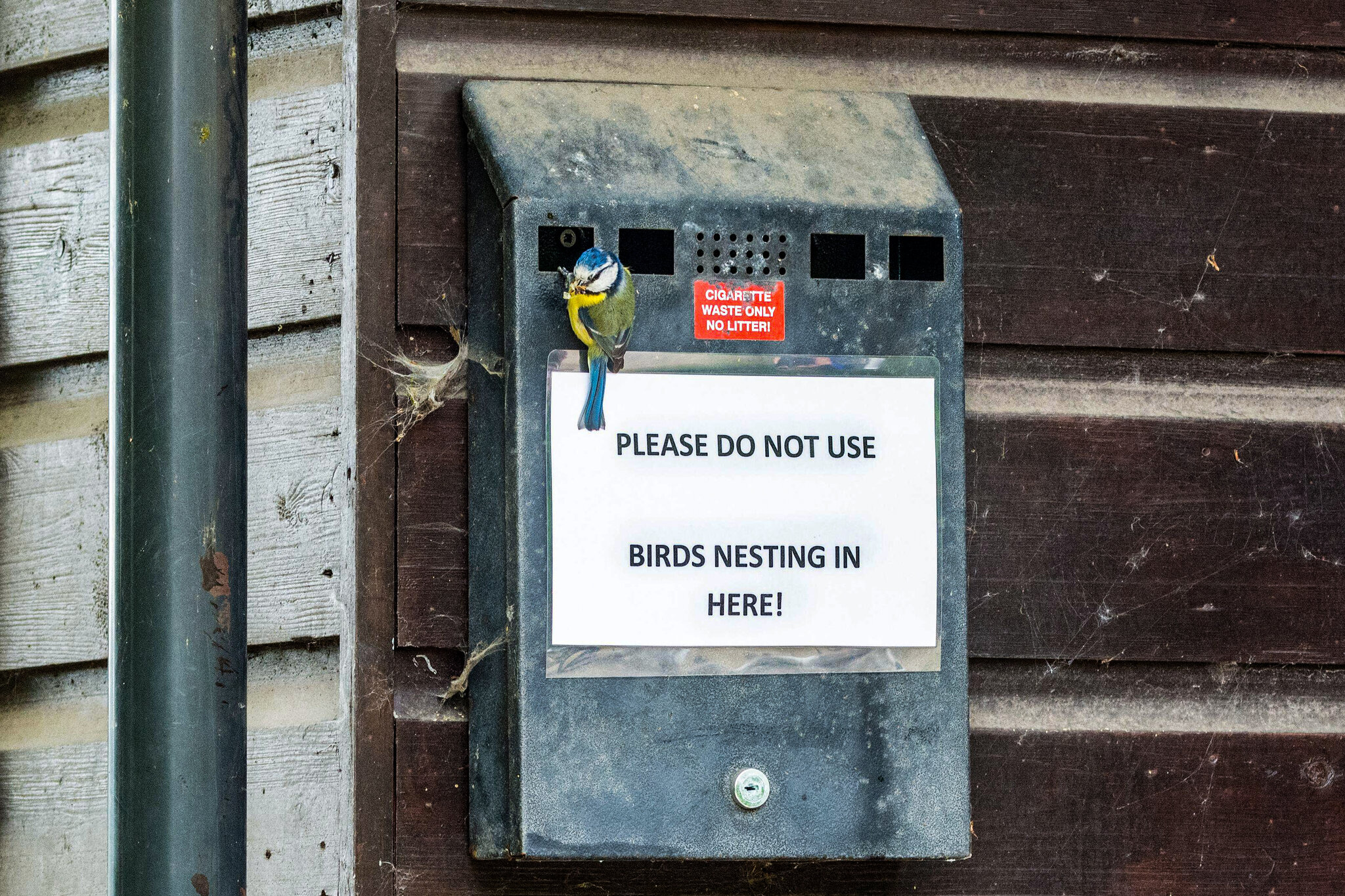 Why Some Birds Seem to Be Developing a Cigarette Habit