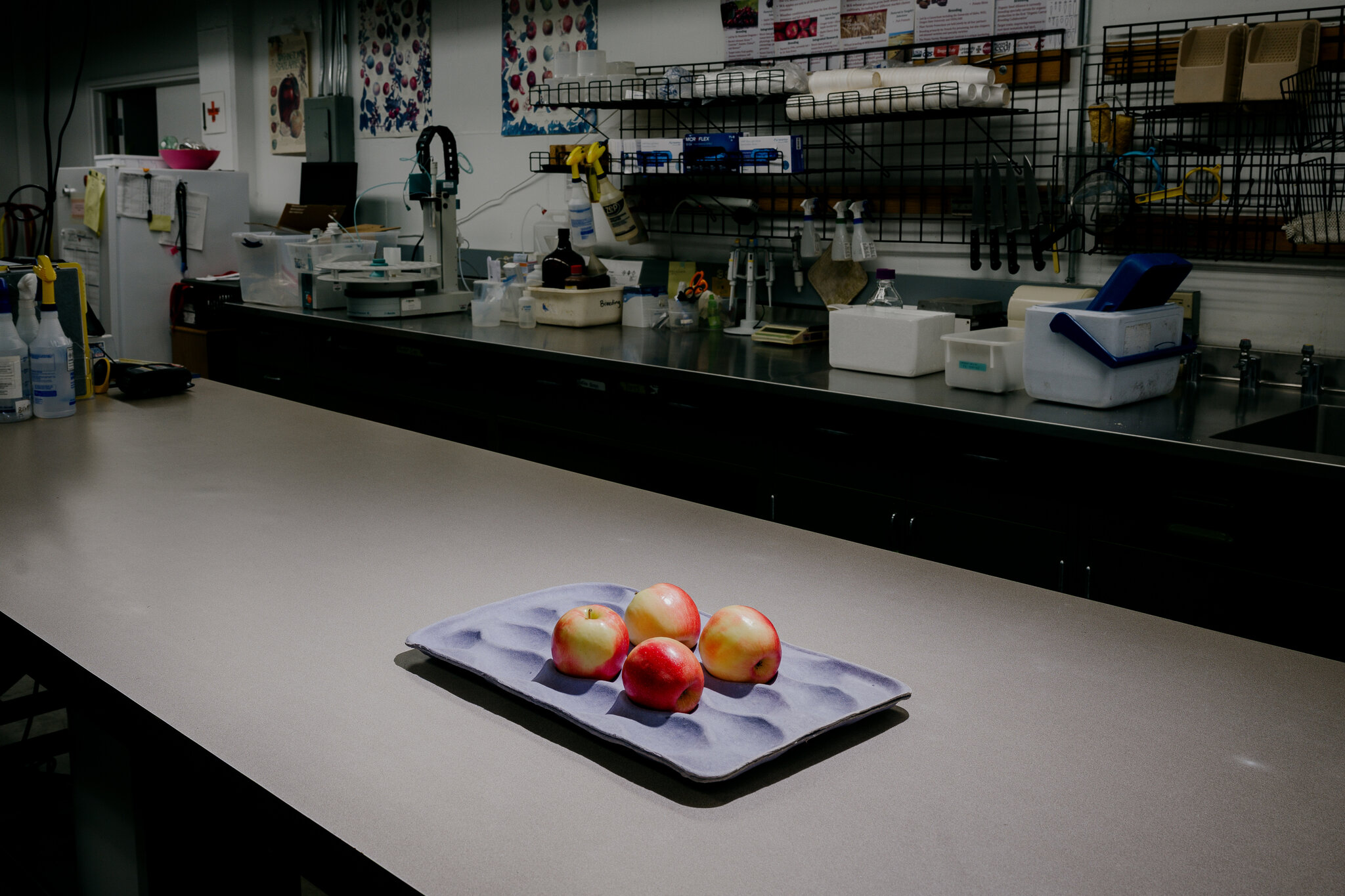 After Cosmic Crisp, Scientists Unveil an Apple for the Climate Change Era