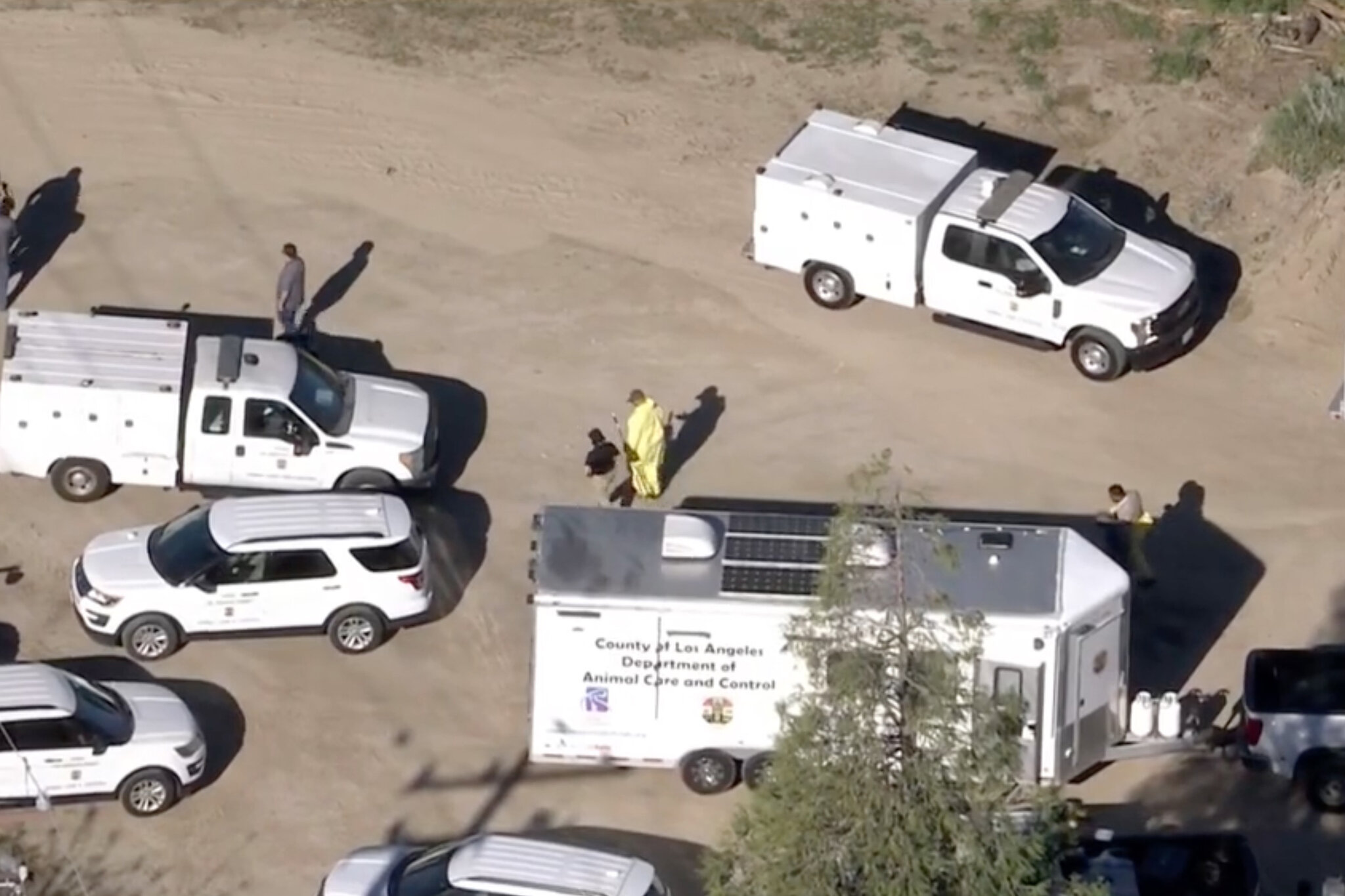 700 Dogs and Cats Are Rescued in Animal Cruelty Raid in Los Angeles County