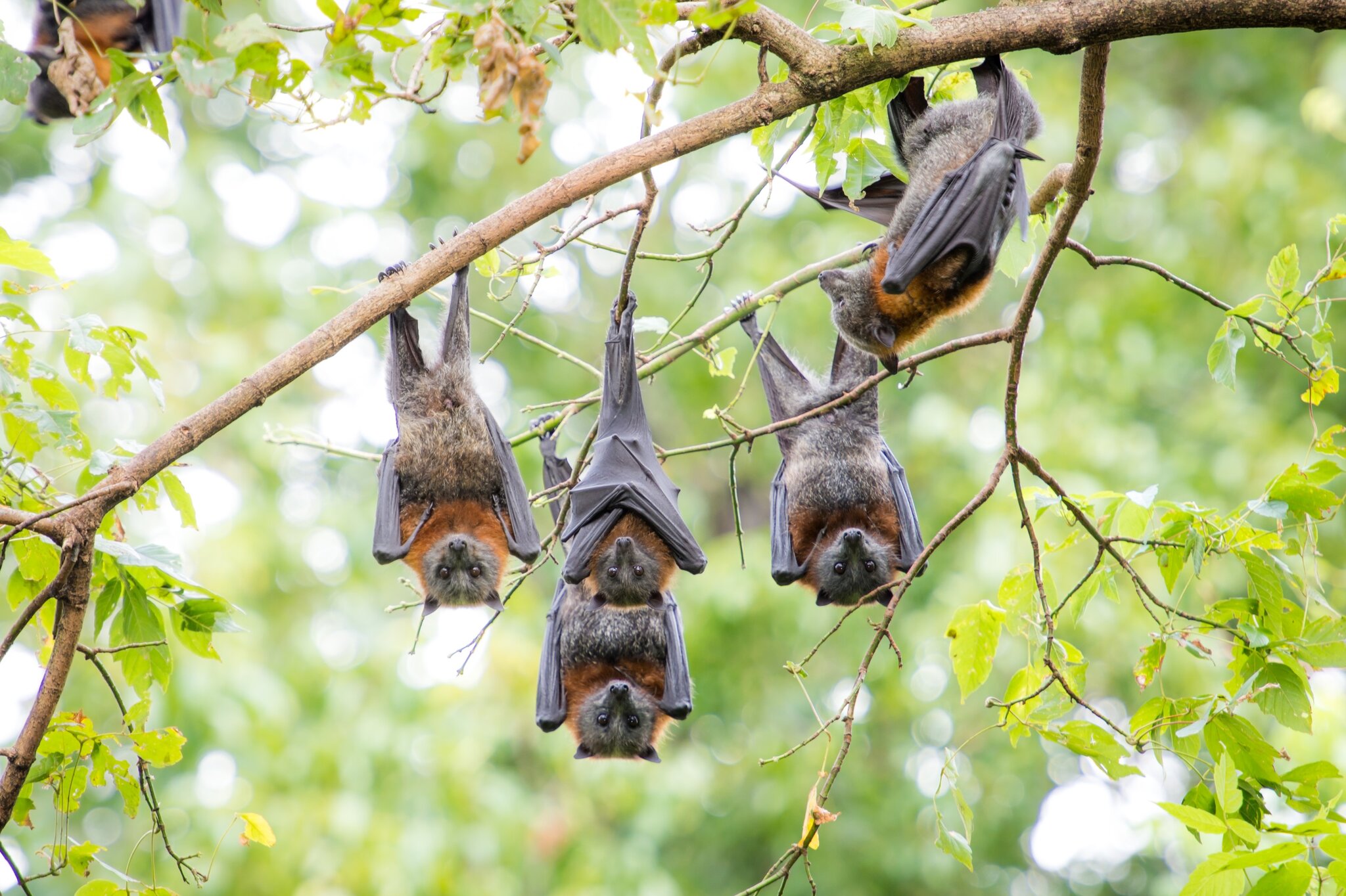 We’ve Been Underestimating Flying Foxes