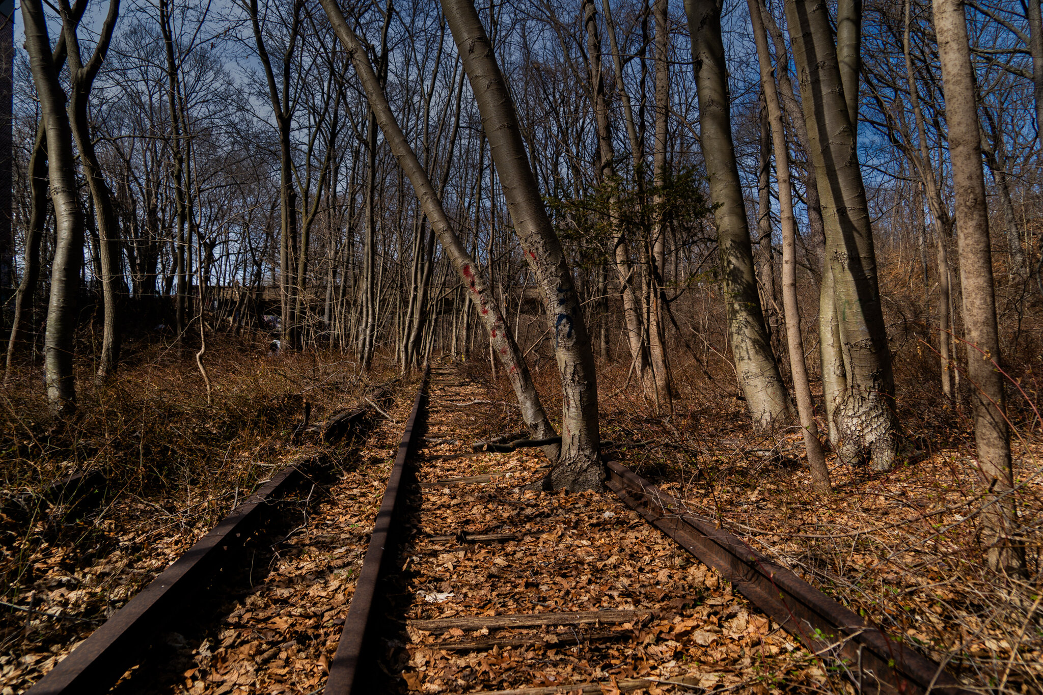 Should These Abandoned Tracks Become a Park or a Train Line? Or Both?