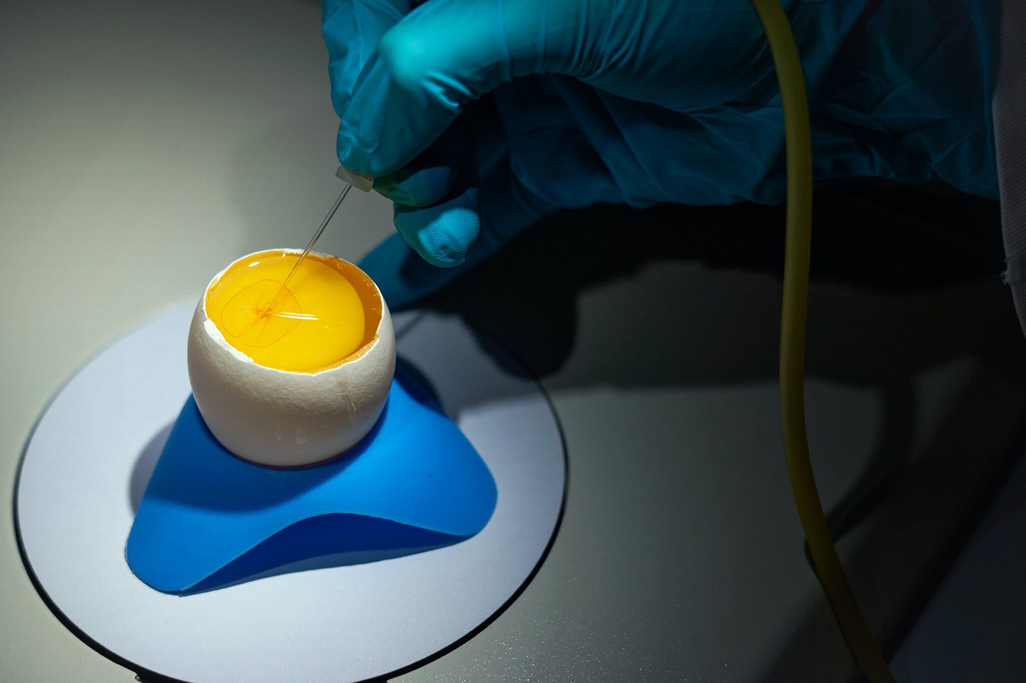 How to Turn a Chicken Egg Into a Drug Factory