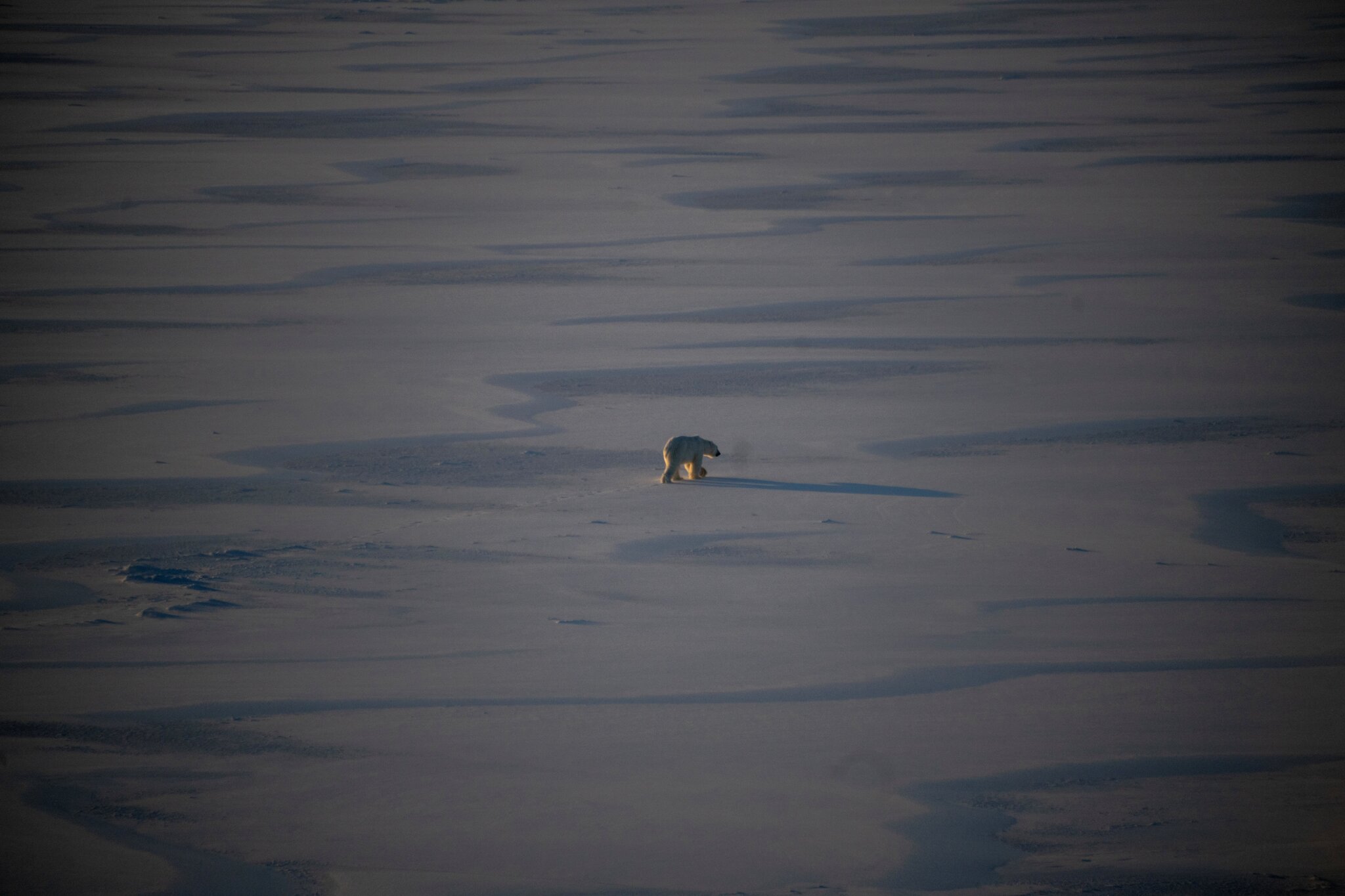 Winter Sea Ice in the Arctic Ties a Record Low