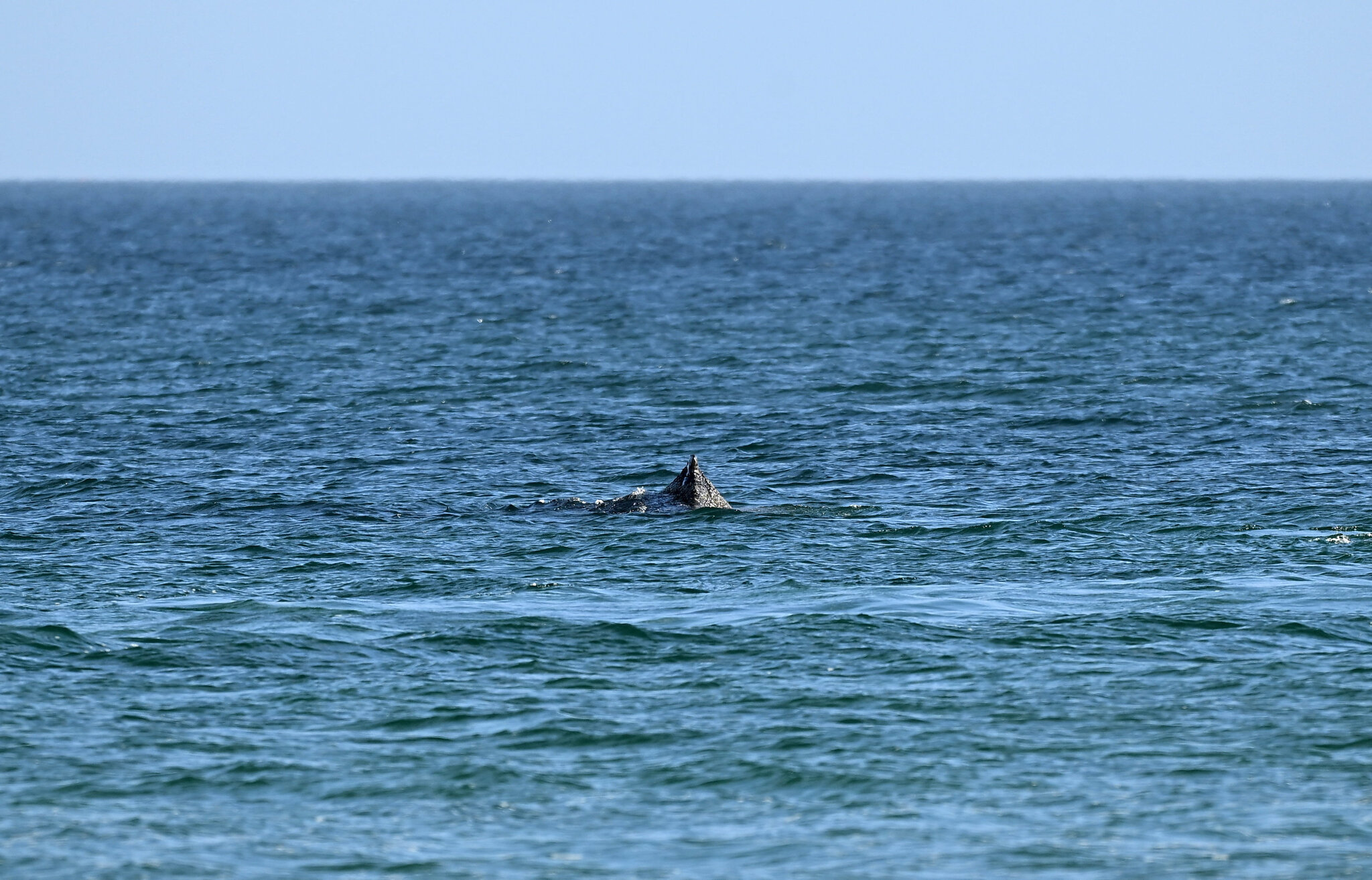 Humpback Whale Is Freed After Days Stranded Off German Beach