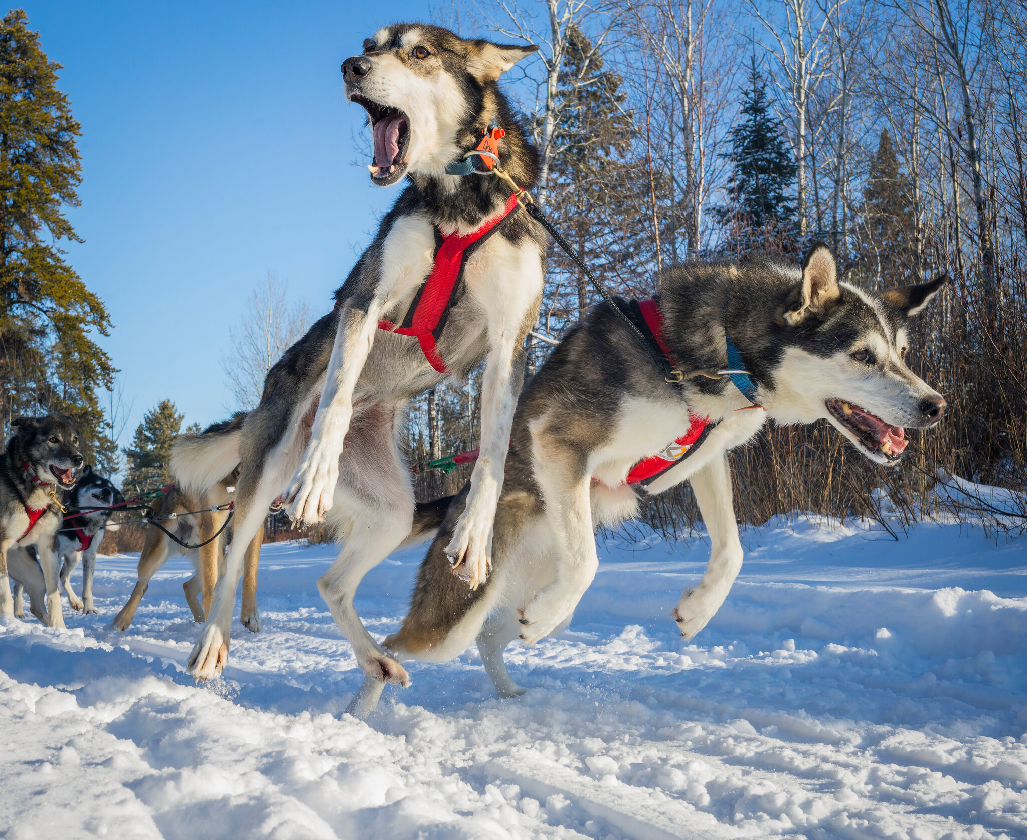 ‘Their Power Feels Like Mine’: A Dog Sled Racer Says Goodbye to Her Pack