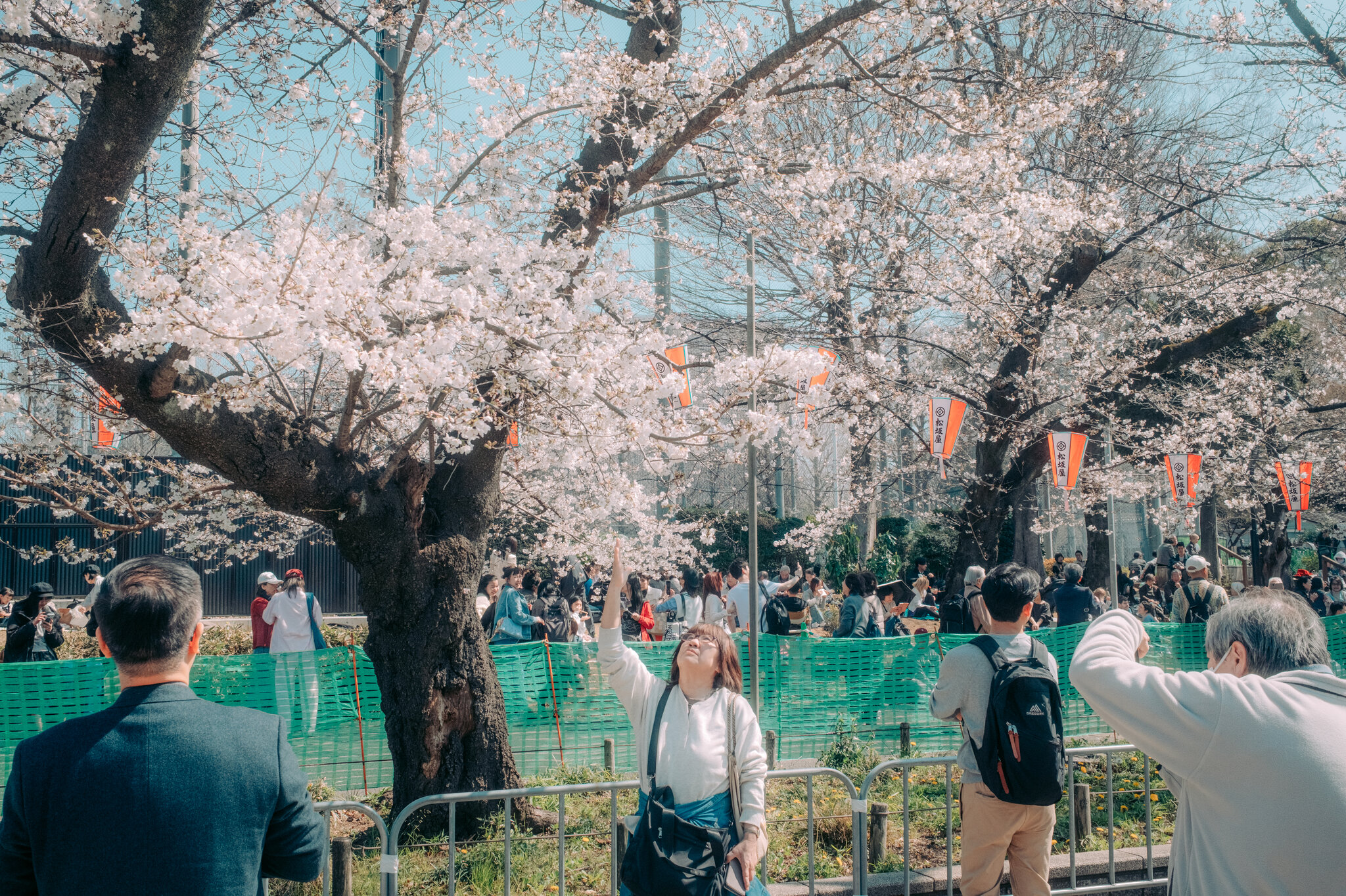 When Will Japan’s Cherry Blossoms Bloom? A.I. Can Help Answer That