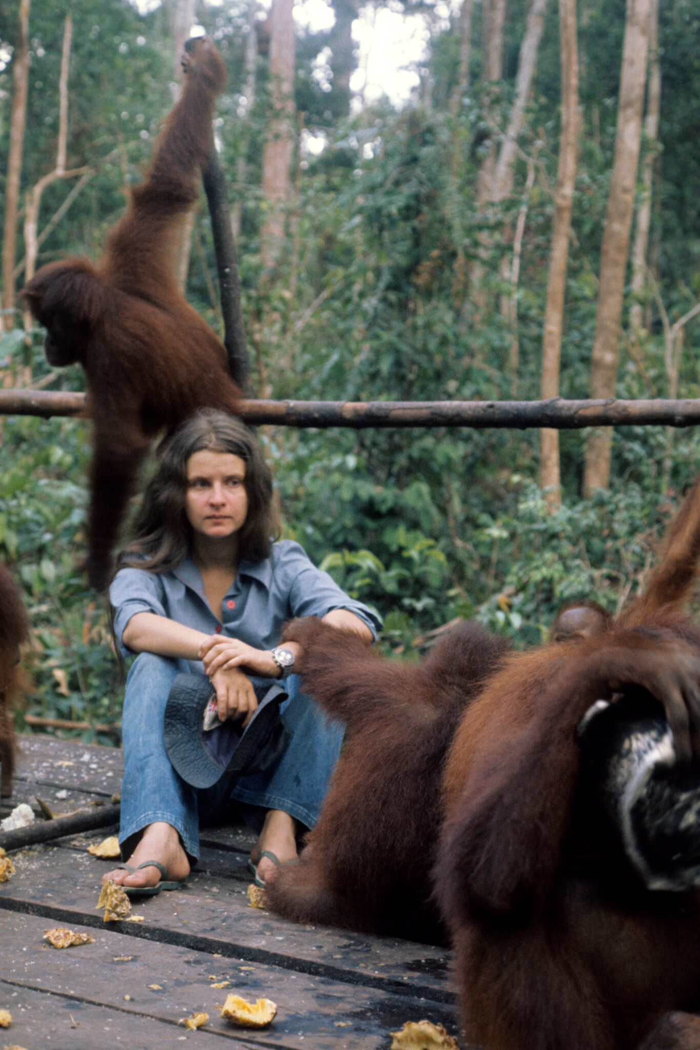 Biruté Galdikas, 79, Who Worked to Save Wild Orangutans in Borneo, Dies