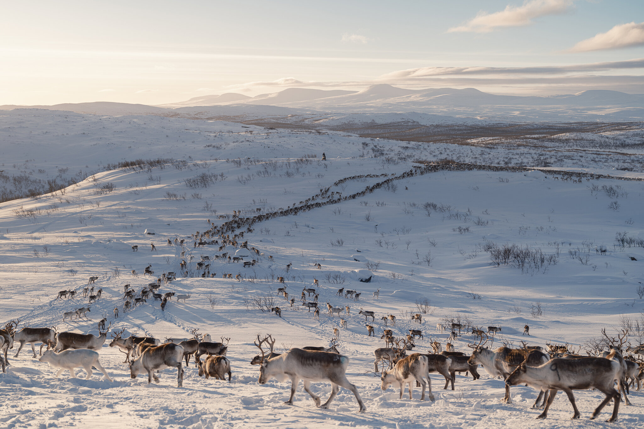 Europe’s Green-Energy Future Has a Problem: Reindeer