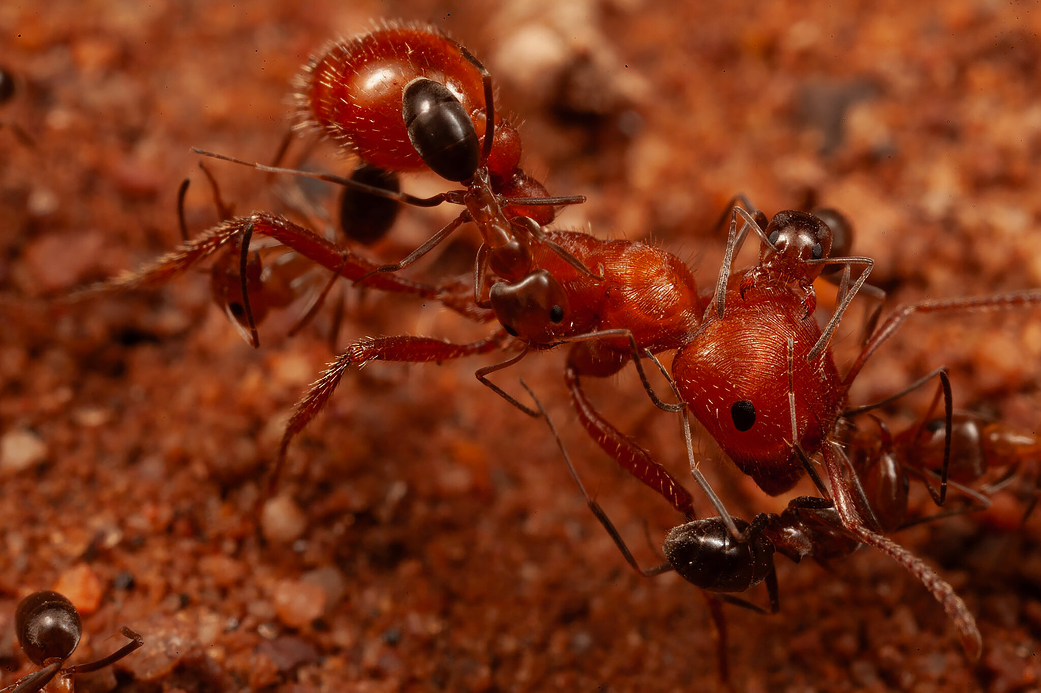 For Ants, a ‘Cleaning Station’ in the Desert