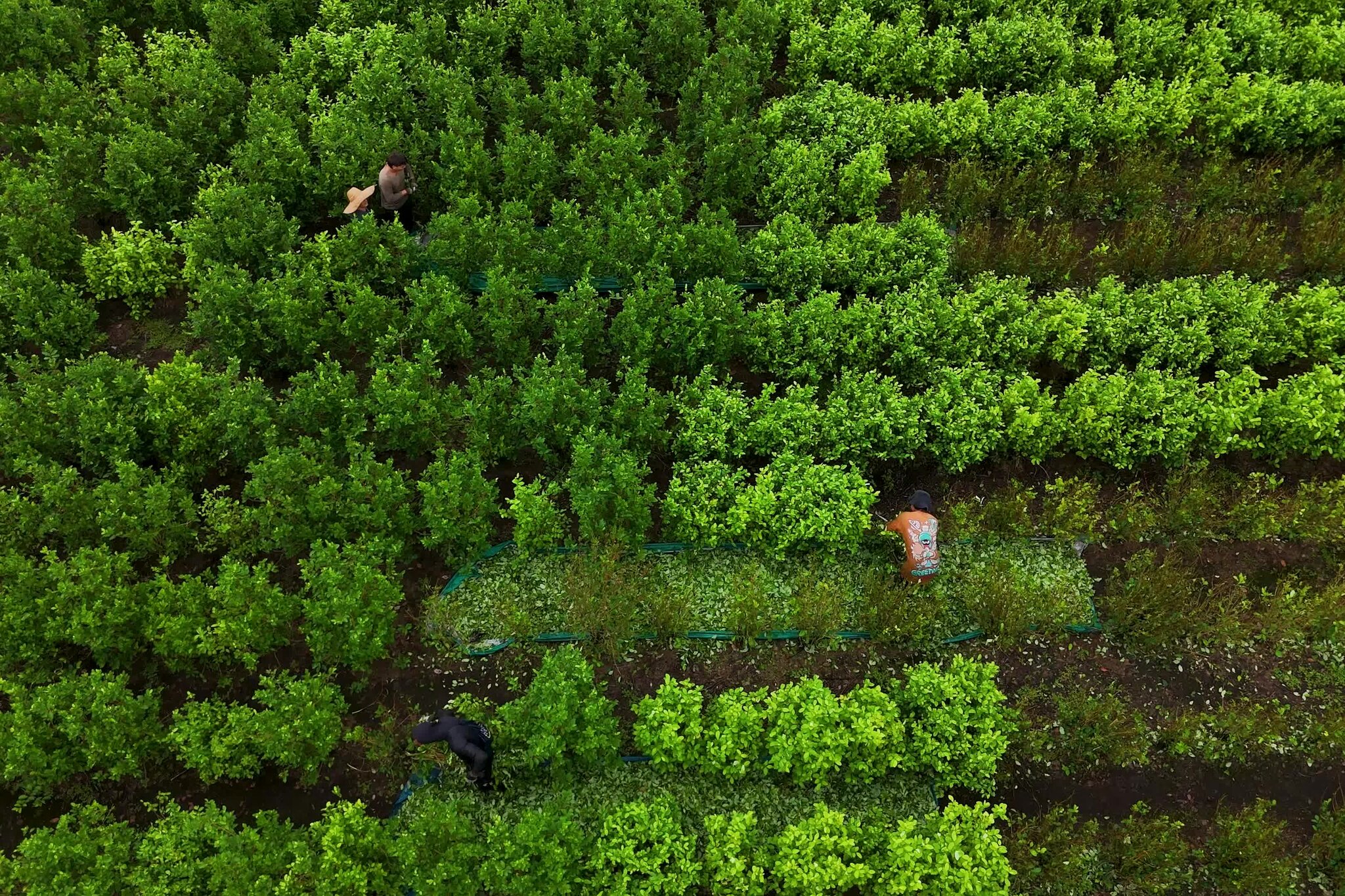 Trump Wants to Stop Drugs Coming From South America. Is That Possible?