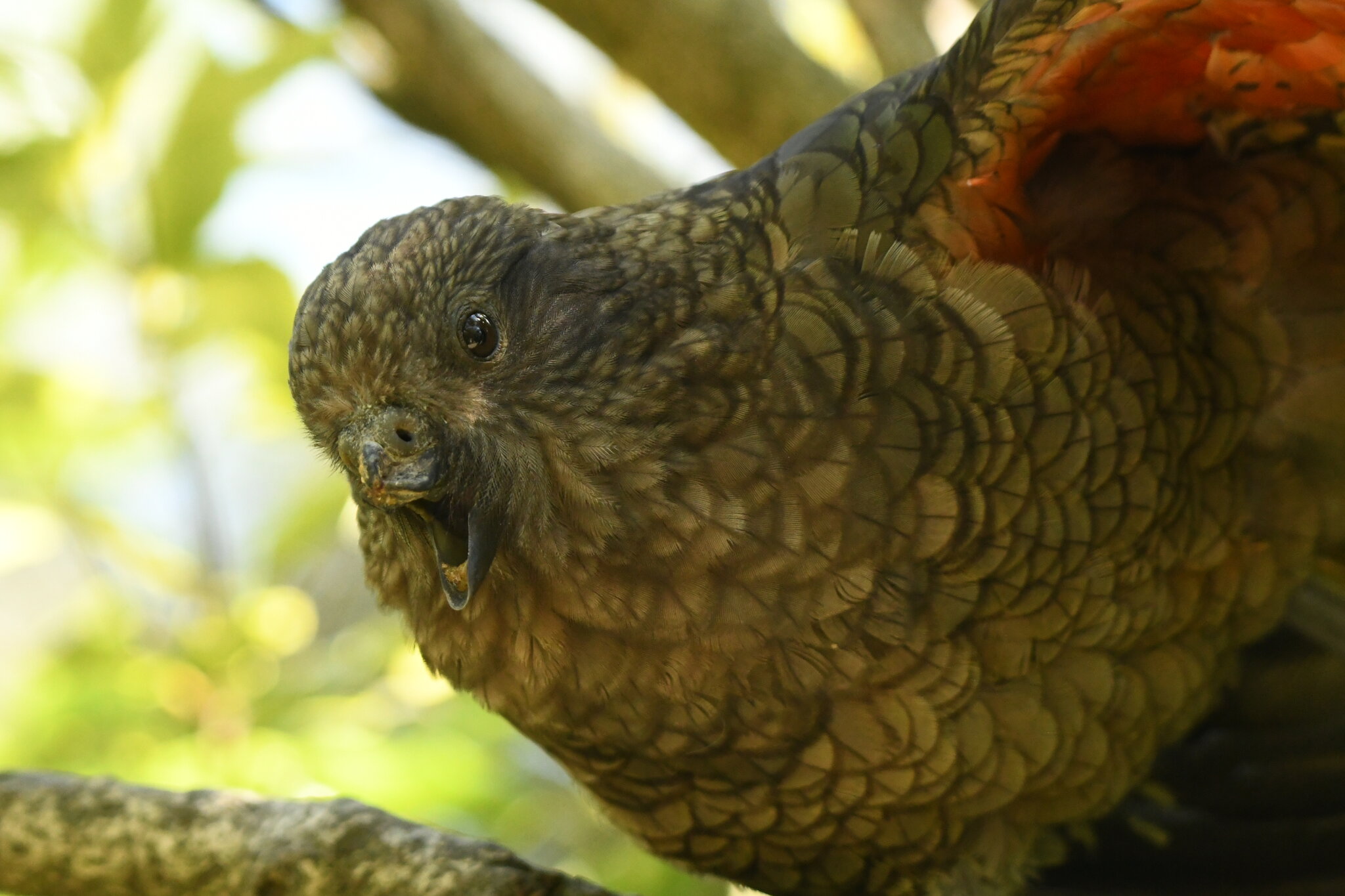 How Bruce the Parrot Landed Atop the Pecking Order — Without a Beak
