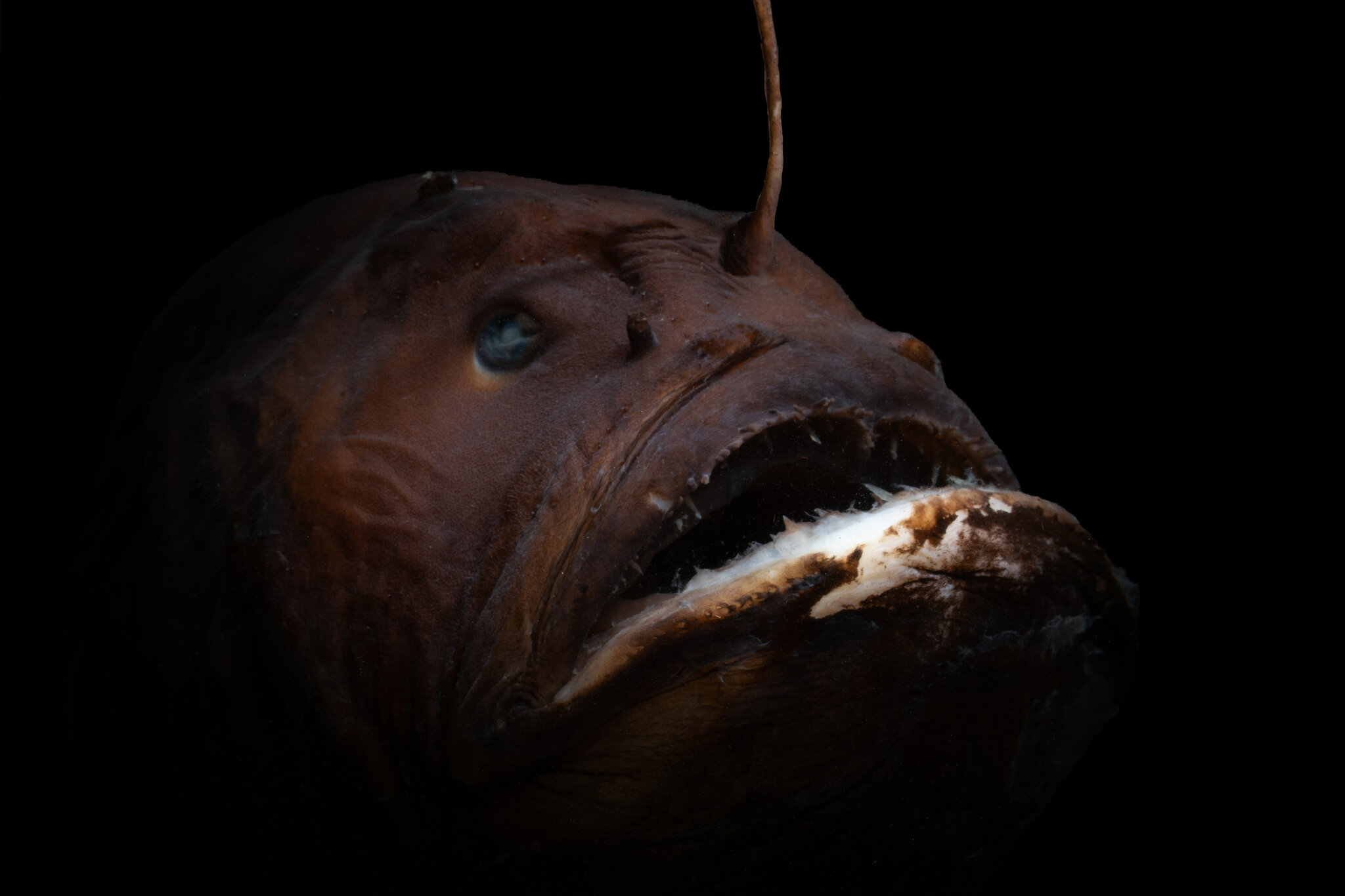 How Female Anglerfish Evolved to Have It All