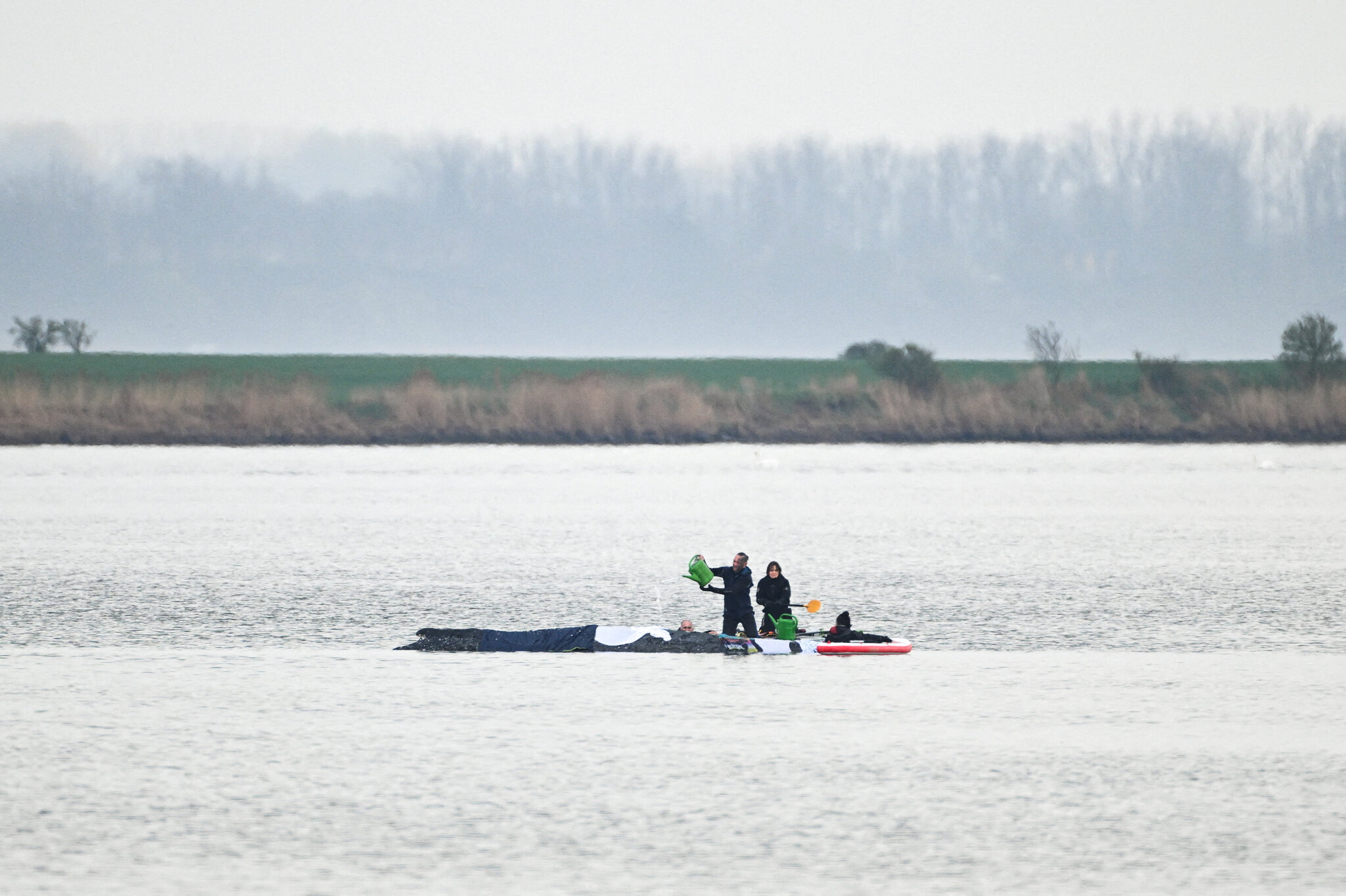 The Long, Slow Race to Save Timmy, Germany’s Favorite Whale