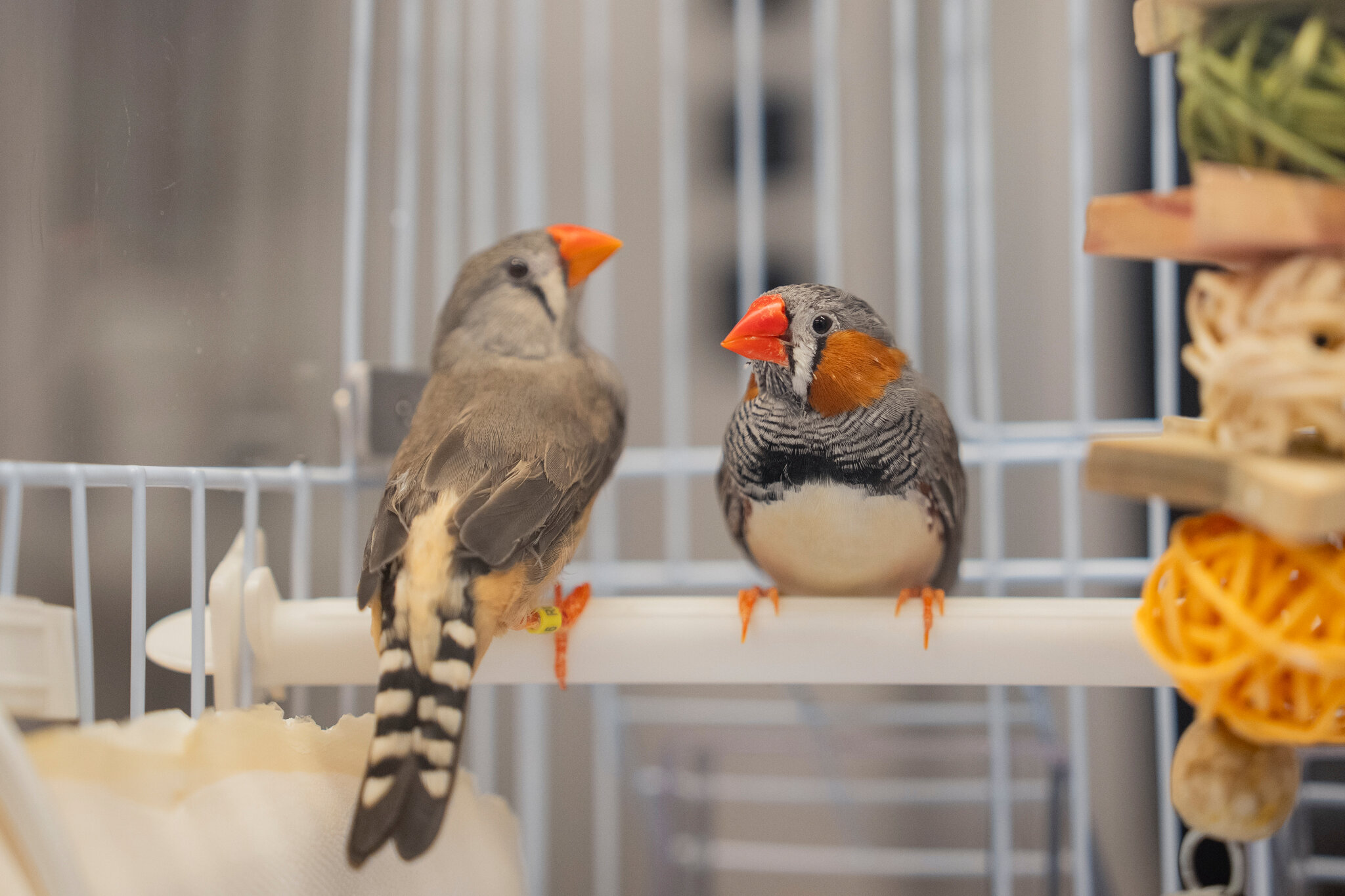 A Bird’s Brain Holds Clues to the Sounds of Music