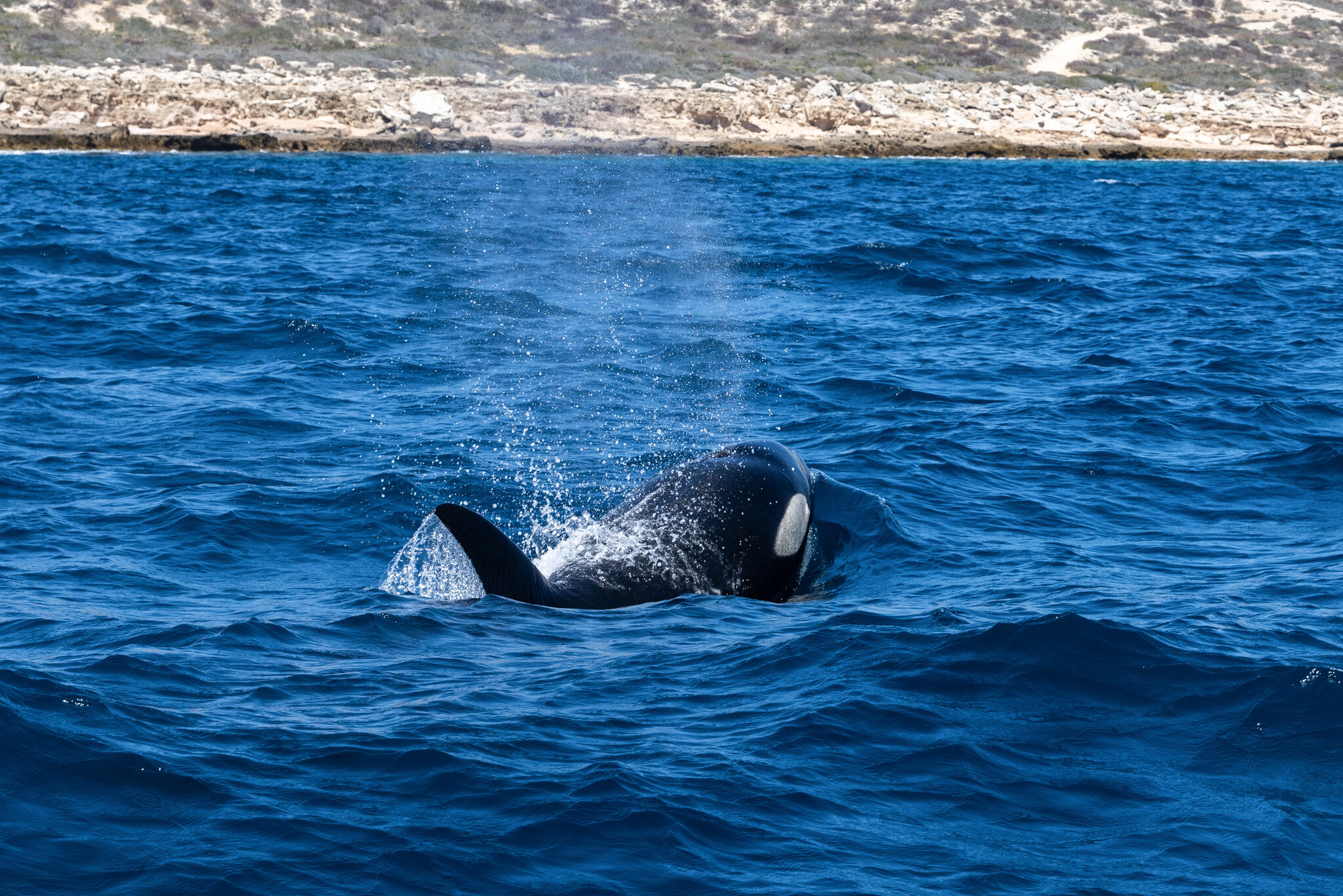 Clear Waters, Murky Morals: When Humans Swim With Killer Whales