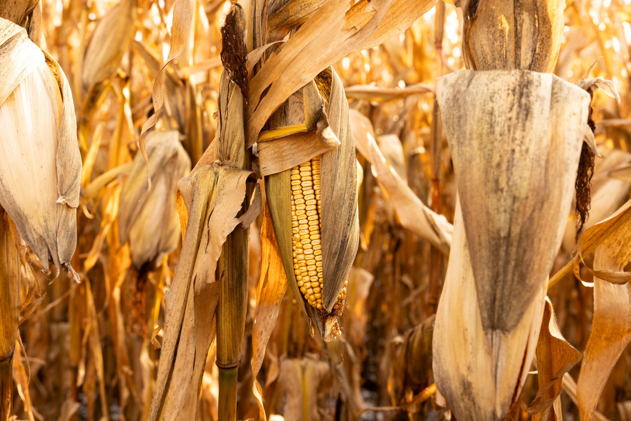 War Hangs Over American Farmers as Fertilizer Prices Rise