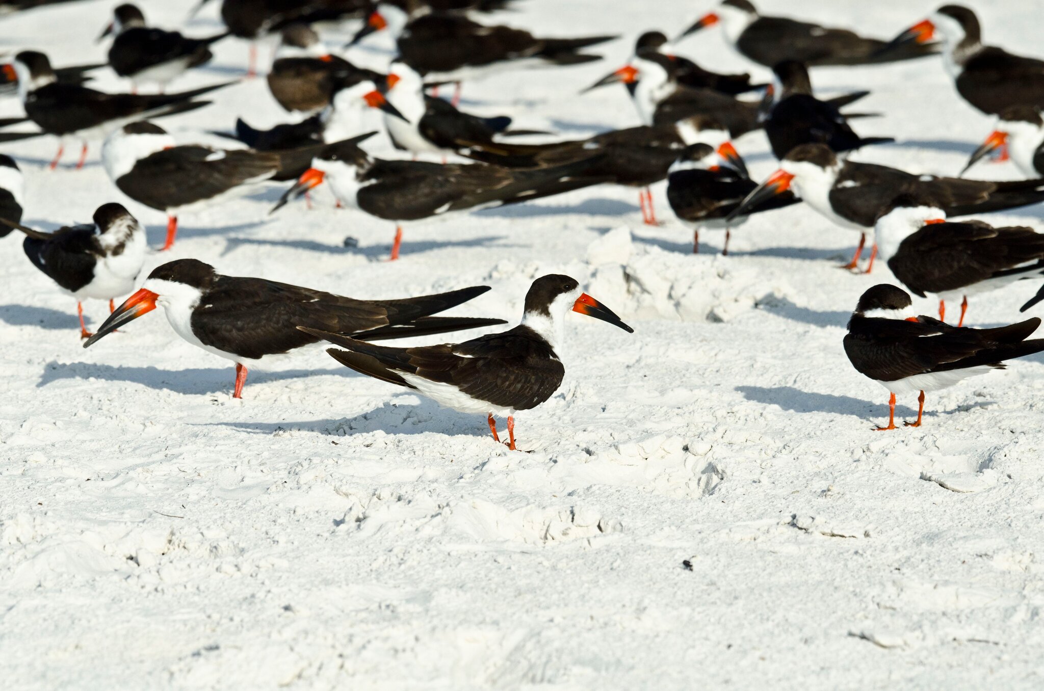 Hundreds of Mothballs Spread on Florida Beach, Wildlife Officials Say