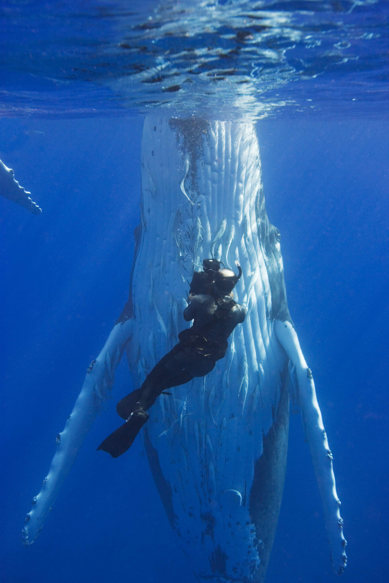 Doug Allan, Polar Cameraman for David Attenborough’s Films, Dies at 74