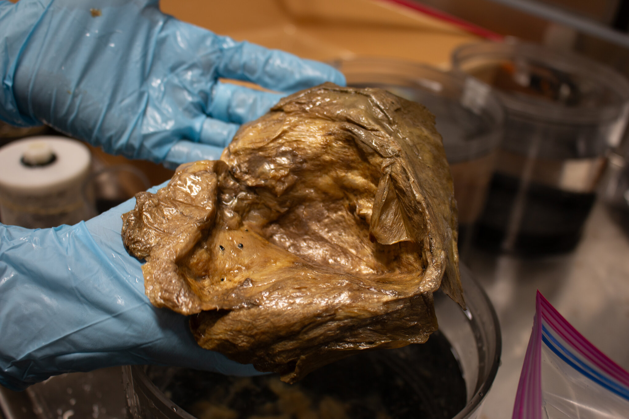 Golden Blob, a Mystery From the Deep Sea, Is Identified