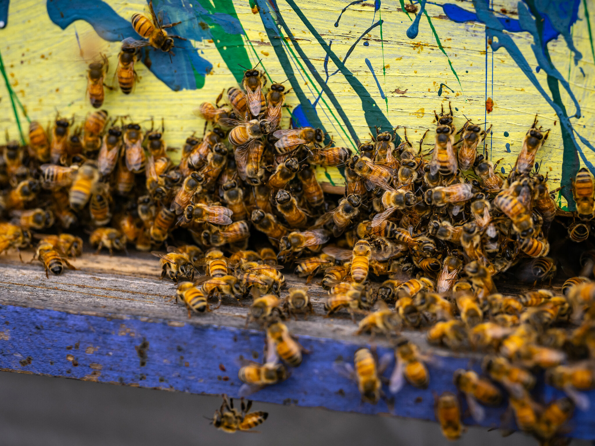 Woman Gets Jail After Unleashing Swarm of Bees During an Eviction