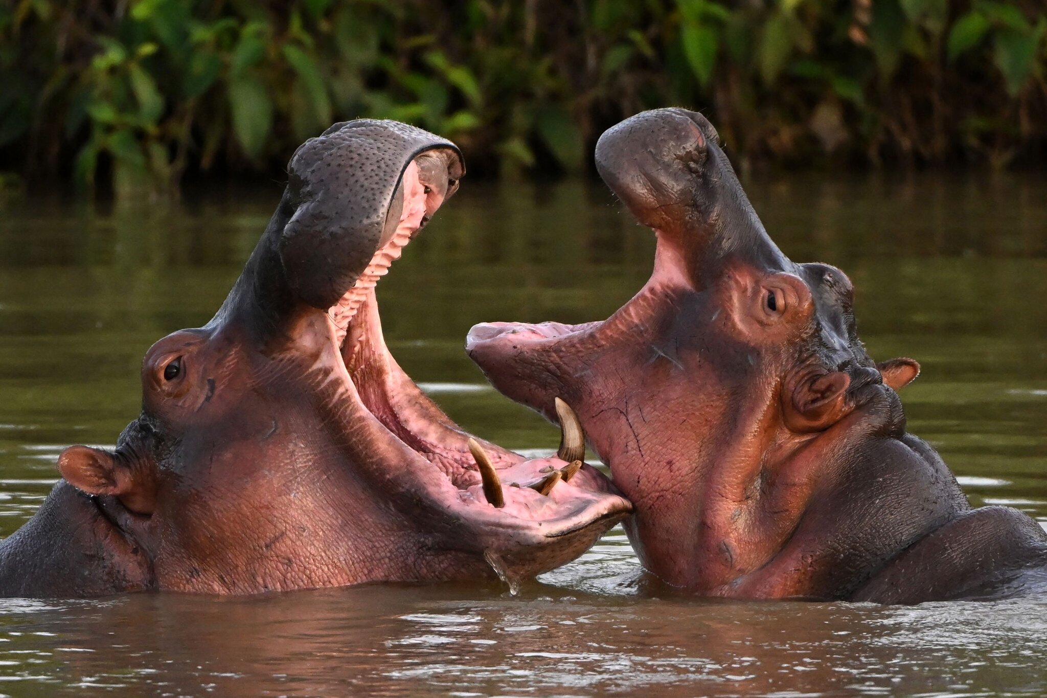 Indian Tycoon Offers Refuge to Pablo Escobar’s Condemned Hippos