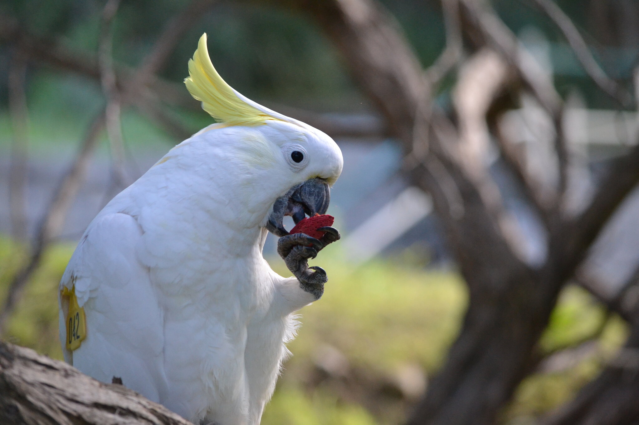 What’s Safe to Eat? Birds of a Feather Learn Together