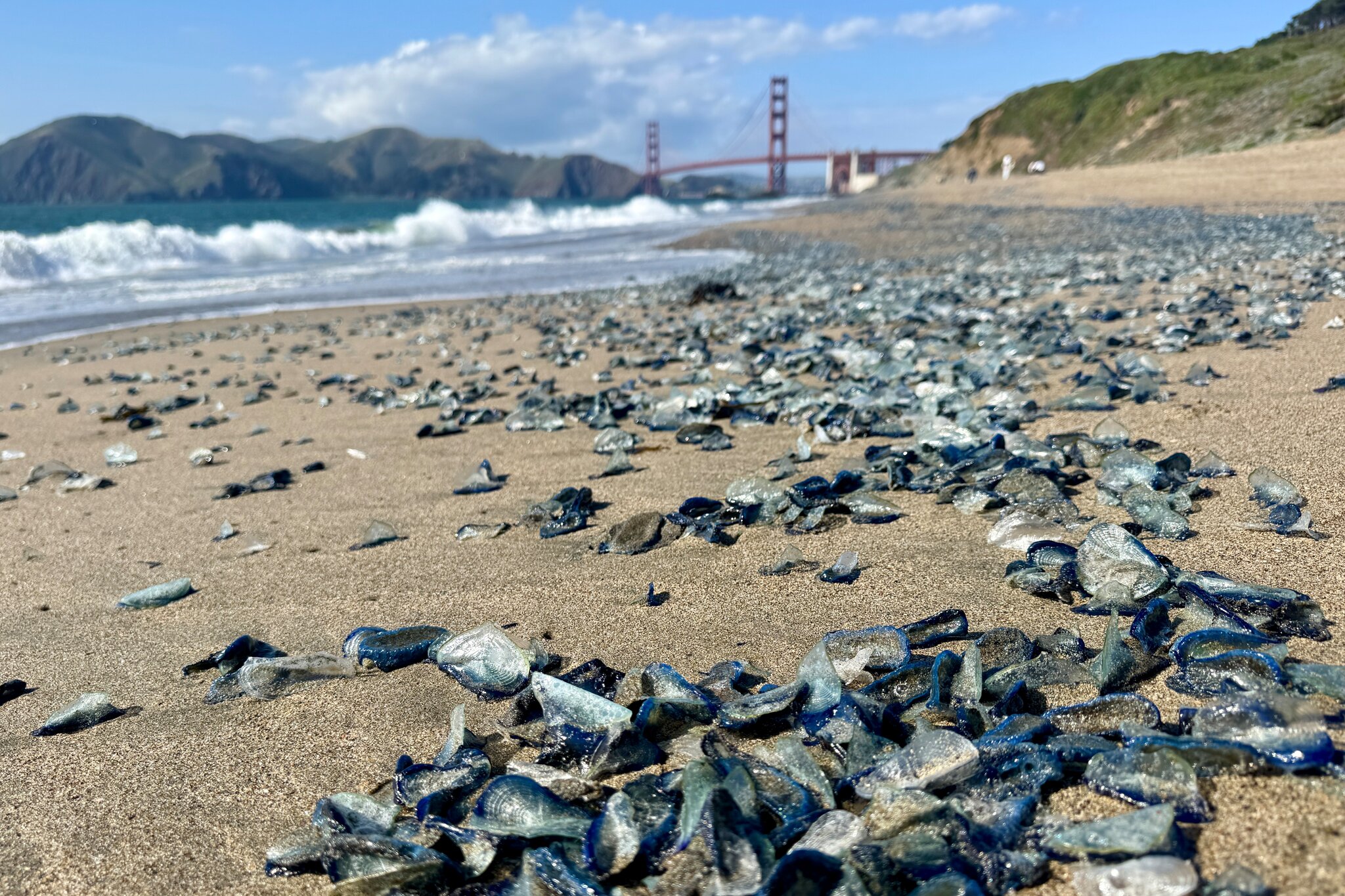 Blue and Tentacled, a Sea Creature Invades California Beaches