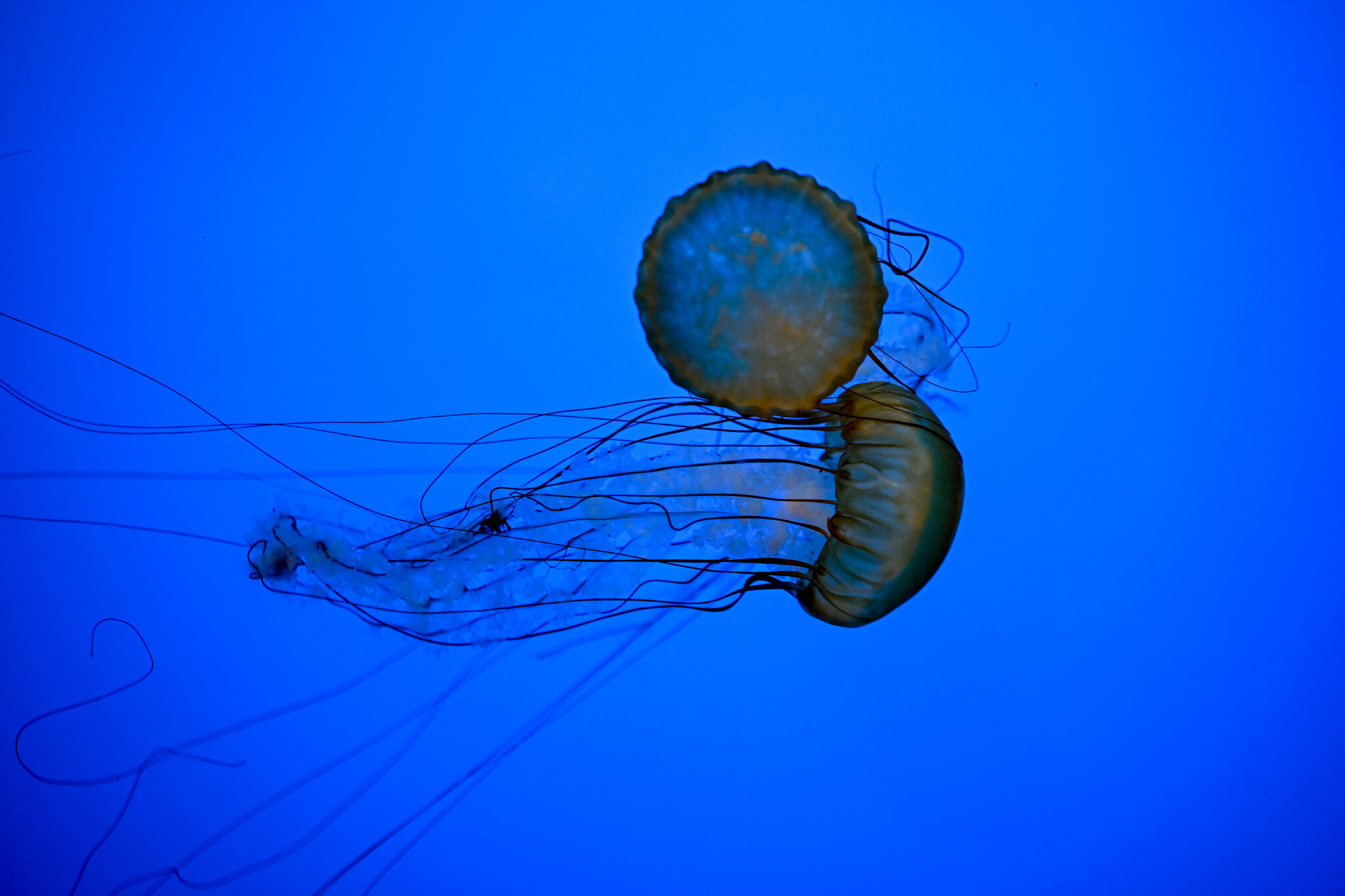 Think Urinating on a Jellyfish Sting Is Helpful? Think Again.