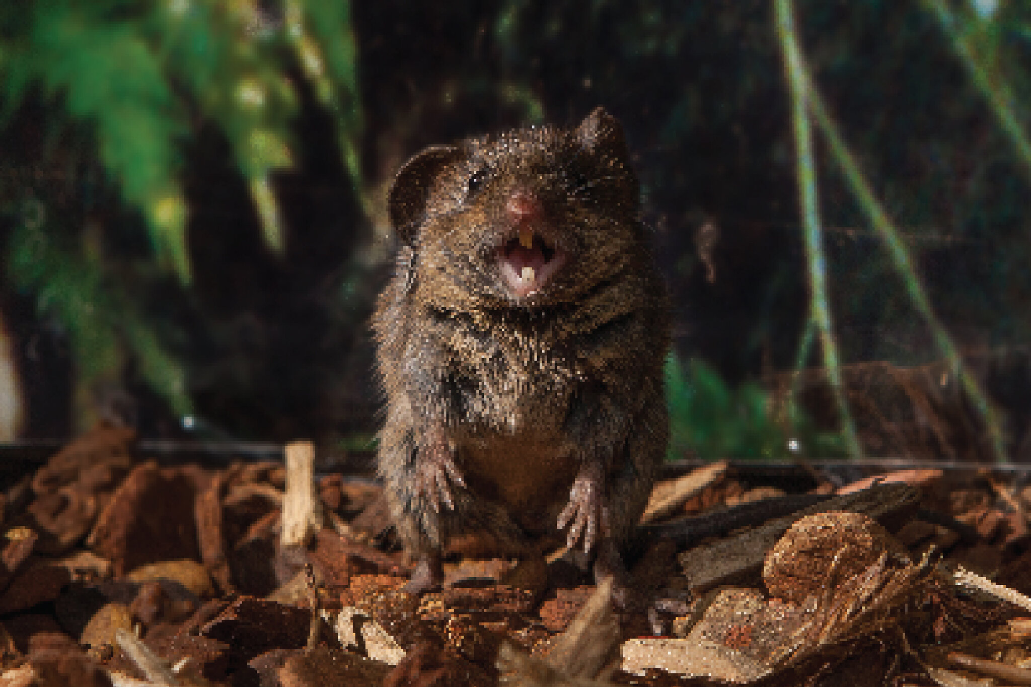 A Mutation Gave Humans the Gift of Speech. These Mice Have It, Too.