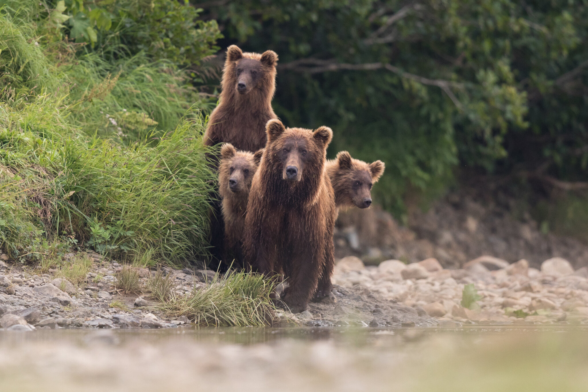 Alaska Can Resume Killing Bears to Protect Caribou Herd, Judge Says