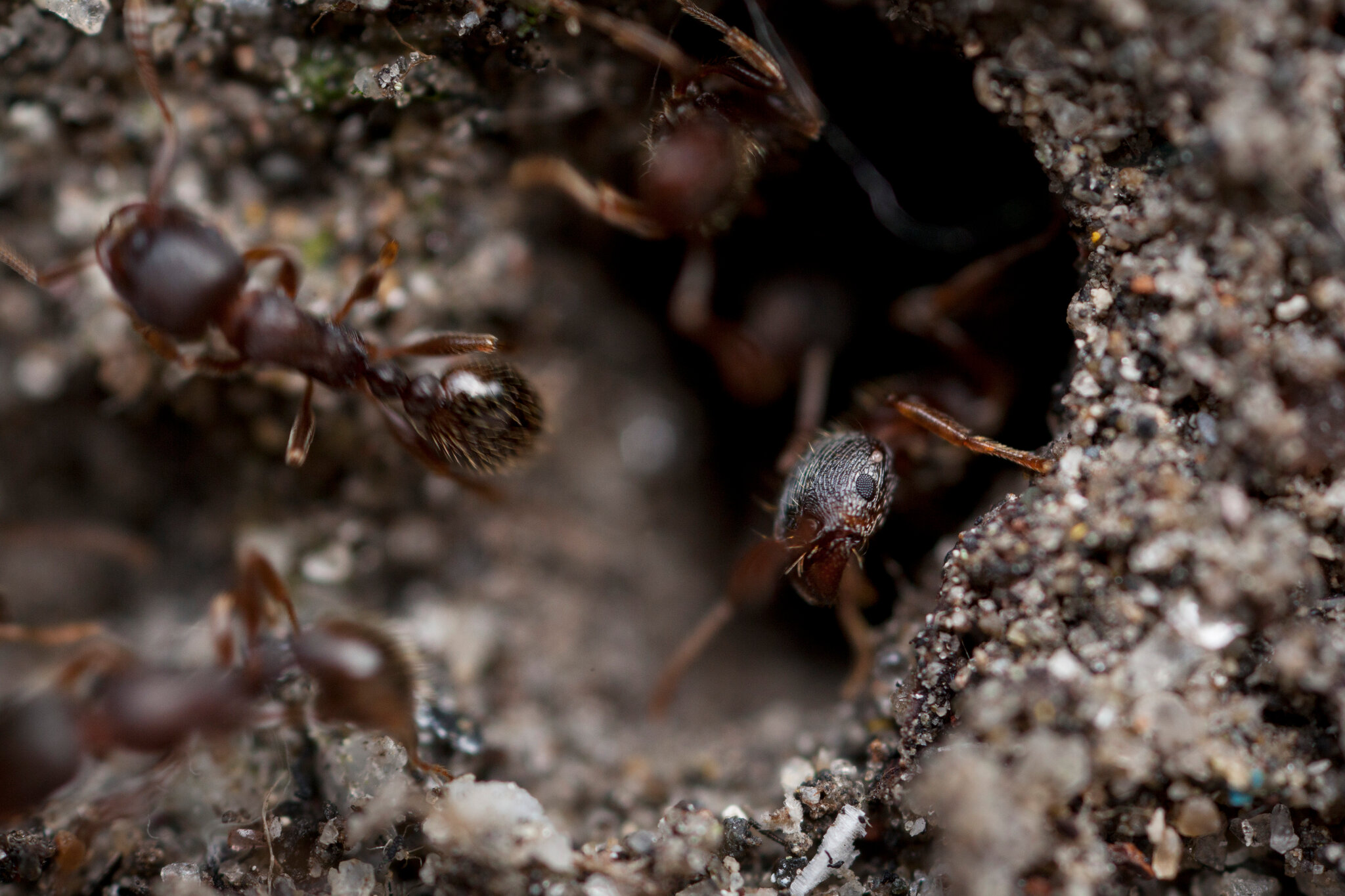 There Are Ants in This Canadian Hospital. Again.