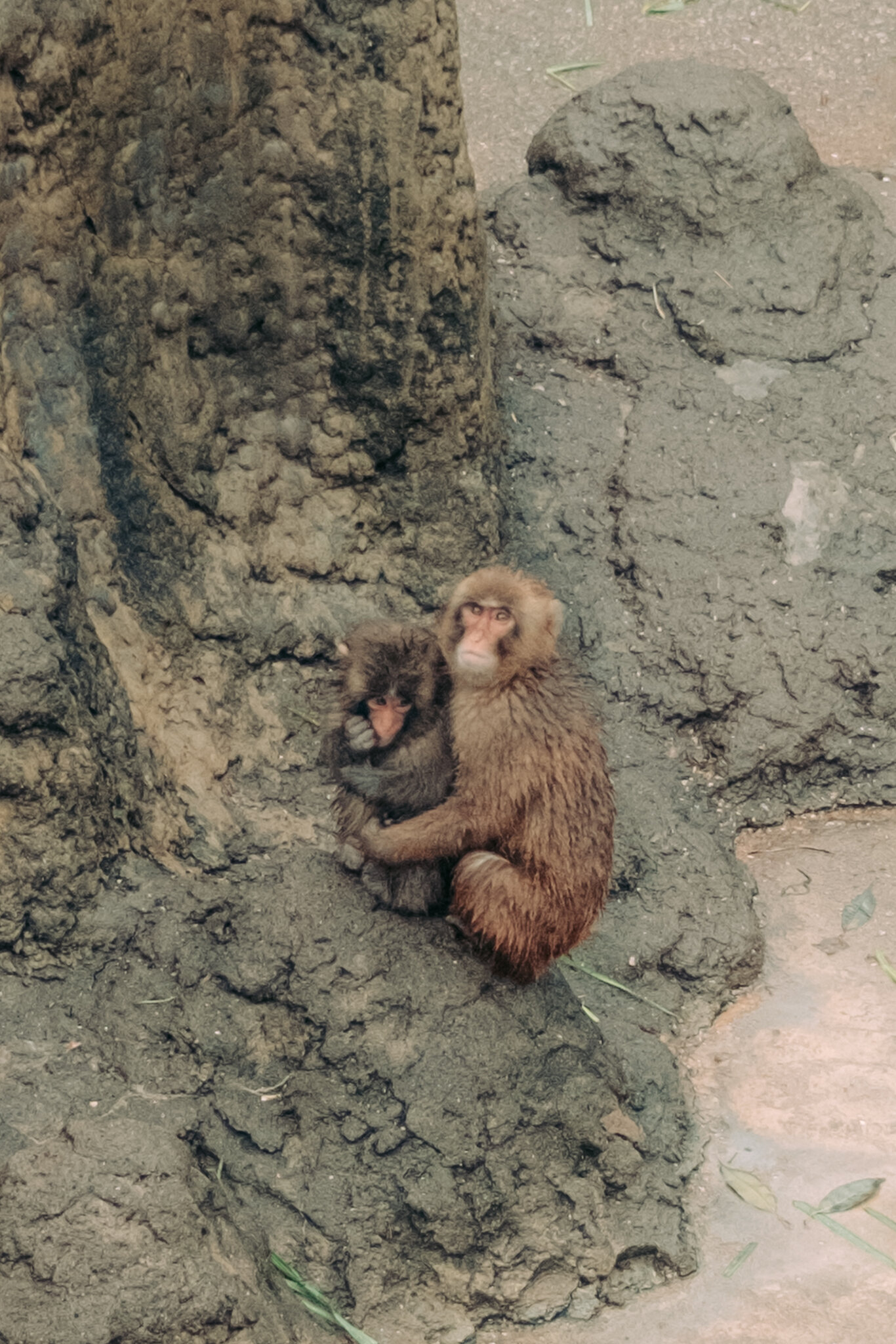 Punch, the Lonely Monkey, Is Growing Up. He’s Still a Star.