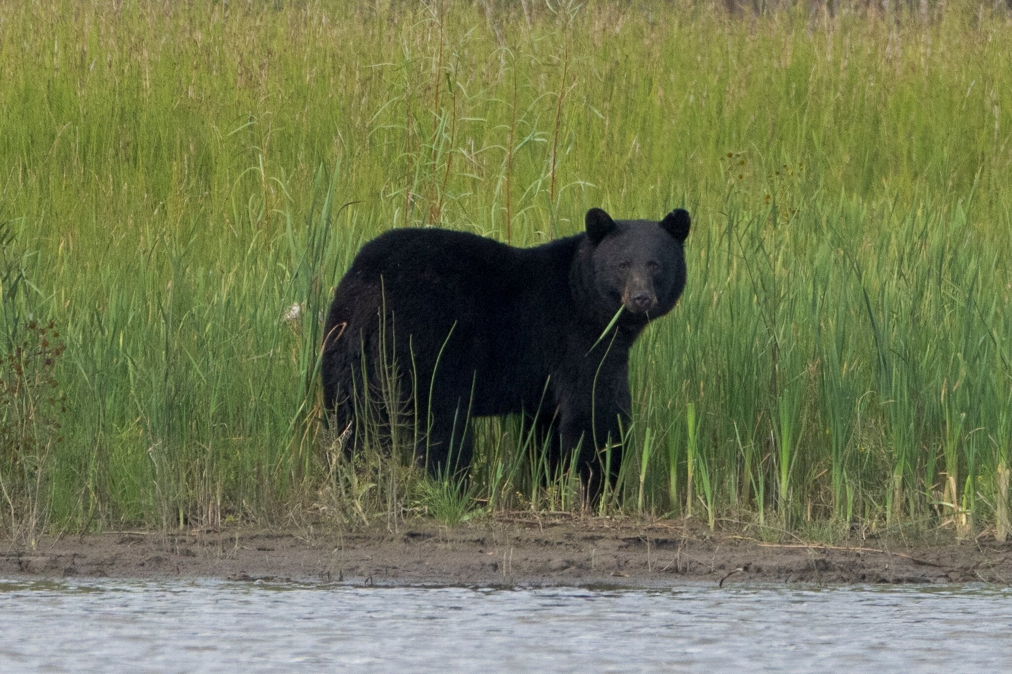 Black Bear Fatally Mauls Uranium Contractor in Northern Canada