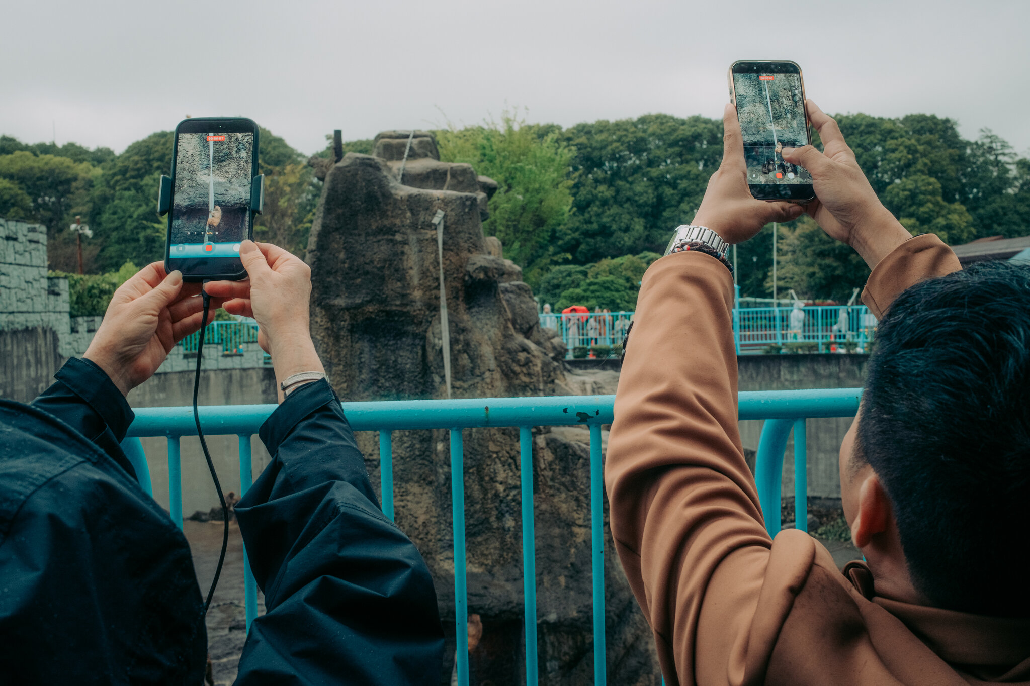 Two Americans Detained in Japan After Entering Punch the Monkey’s Enclosure