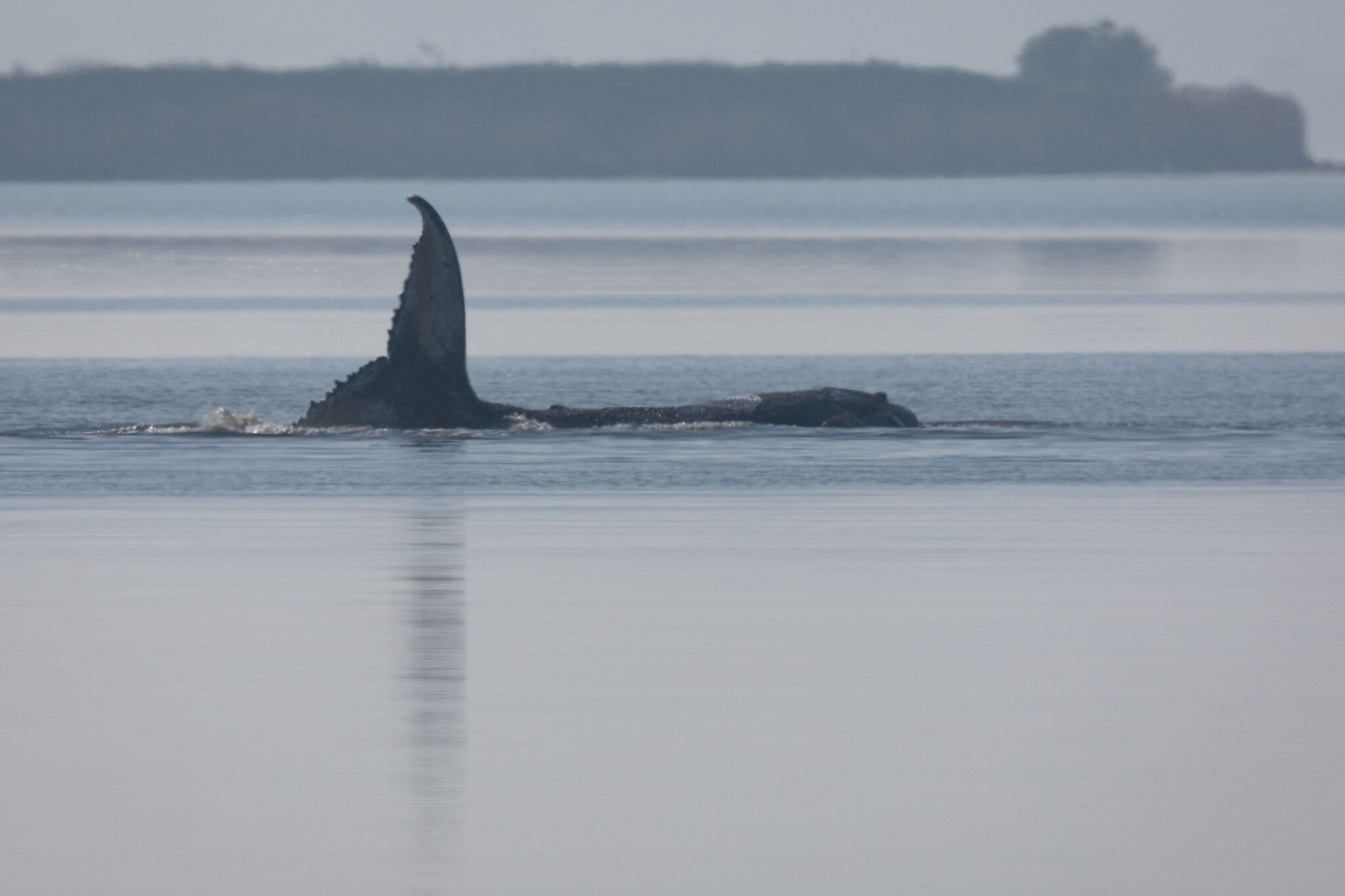 Timmy the Whale Got Stranded Off the German Coast. Then Things Got Weird.