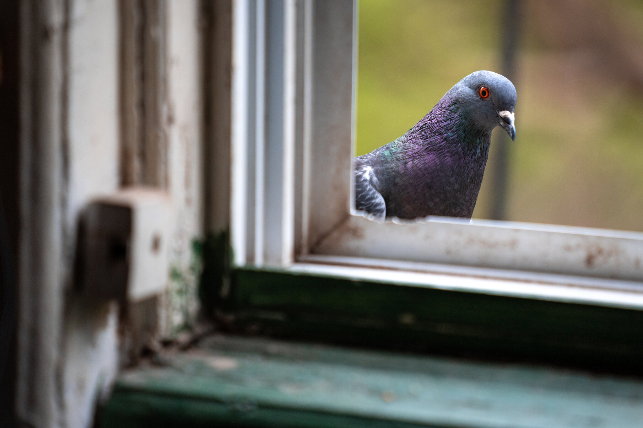 Pigeons and People Have Been Frenemies for Longer Than You Think