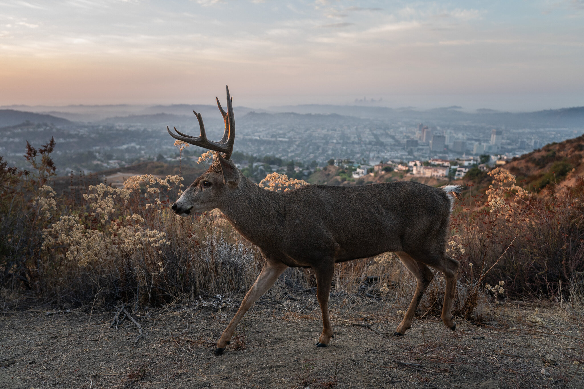 When Humans Went Away, the Wildlife Strayed